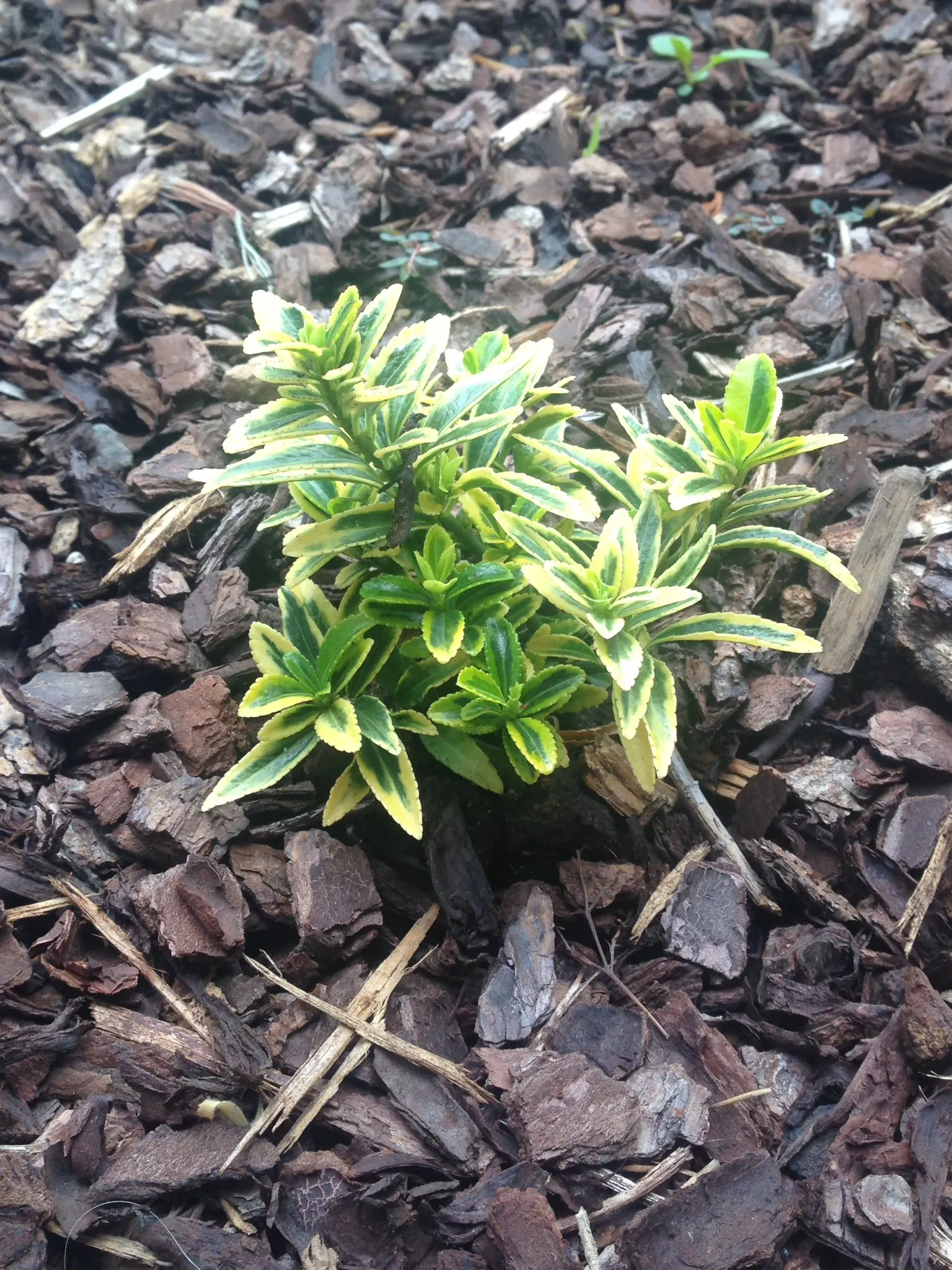 Japanese Euonymus (Euonymus Japonicus) — oval-shaped leaves are a deep
