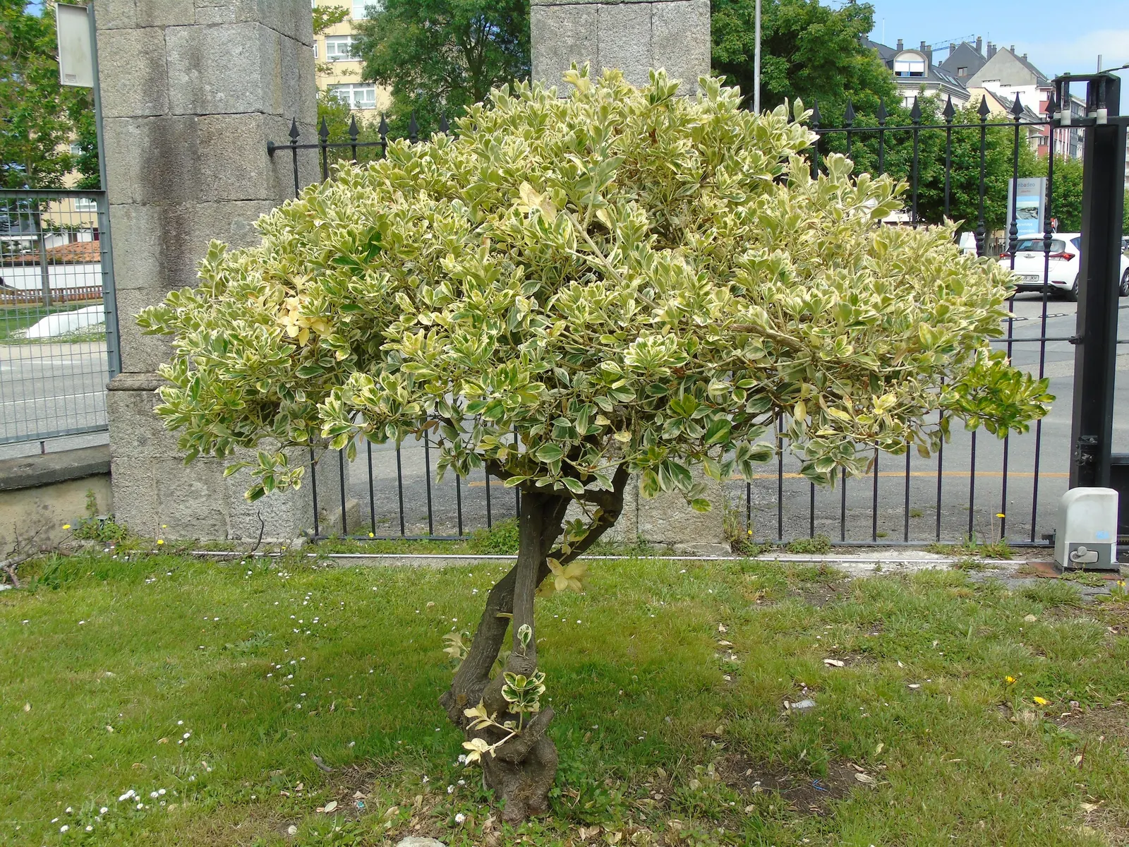 Japanese Euonymus (Euonymus Japonicus) — the Japanese Euonymus requires well-drained soil and thrives in full sun to partial shade