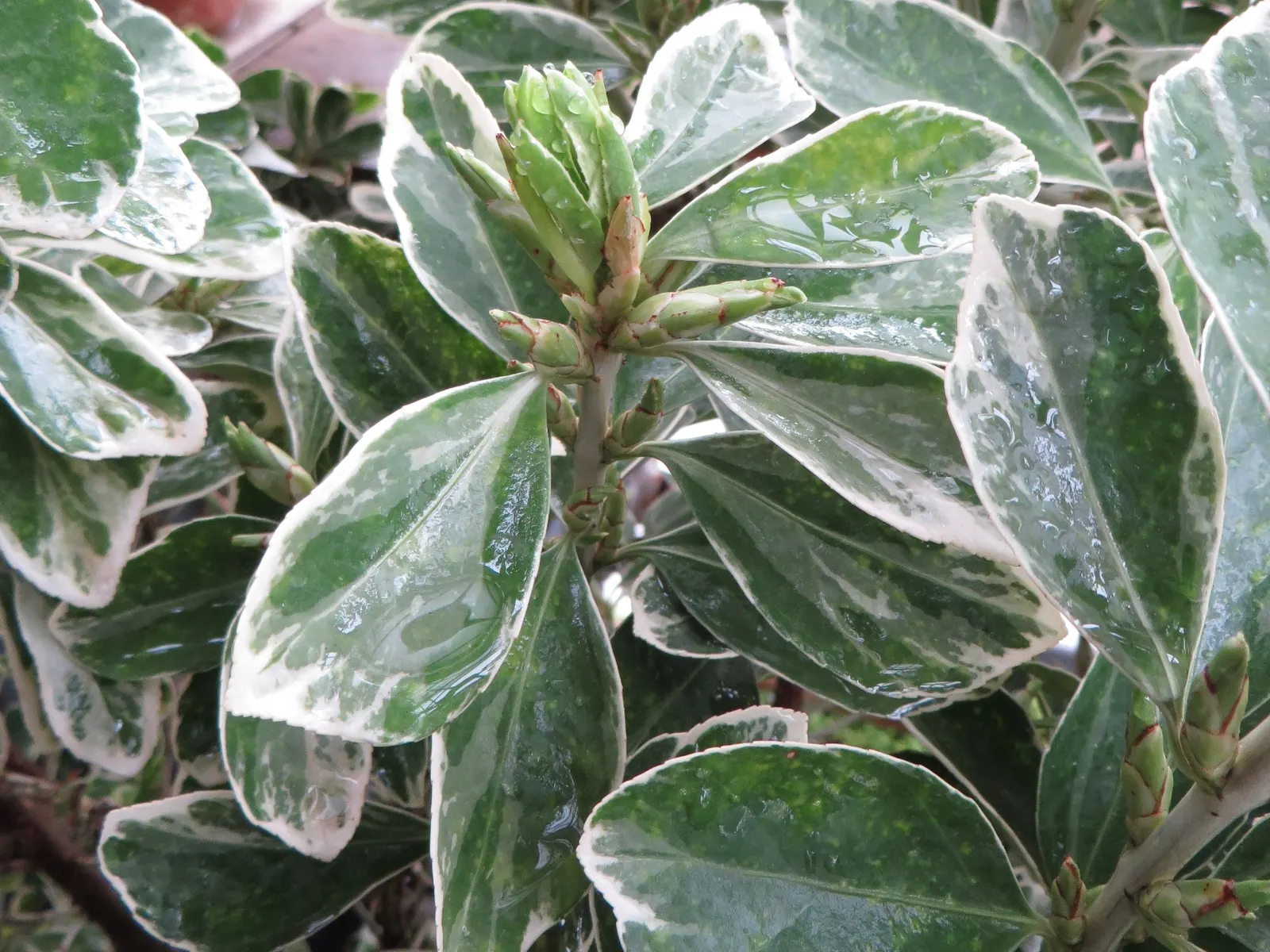 Japanese Euonymus (Euonymus Japonicus) — providing year-round interest
