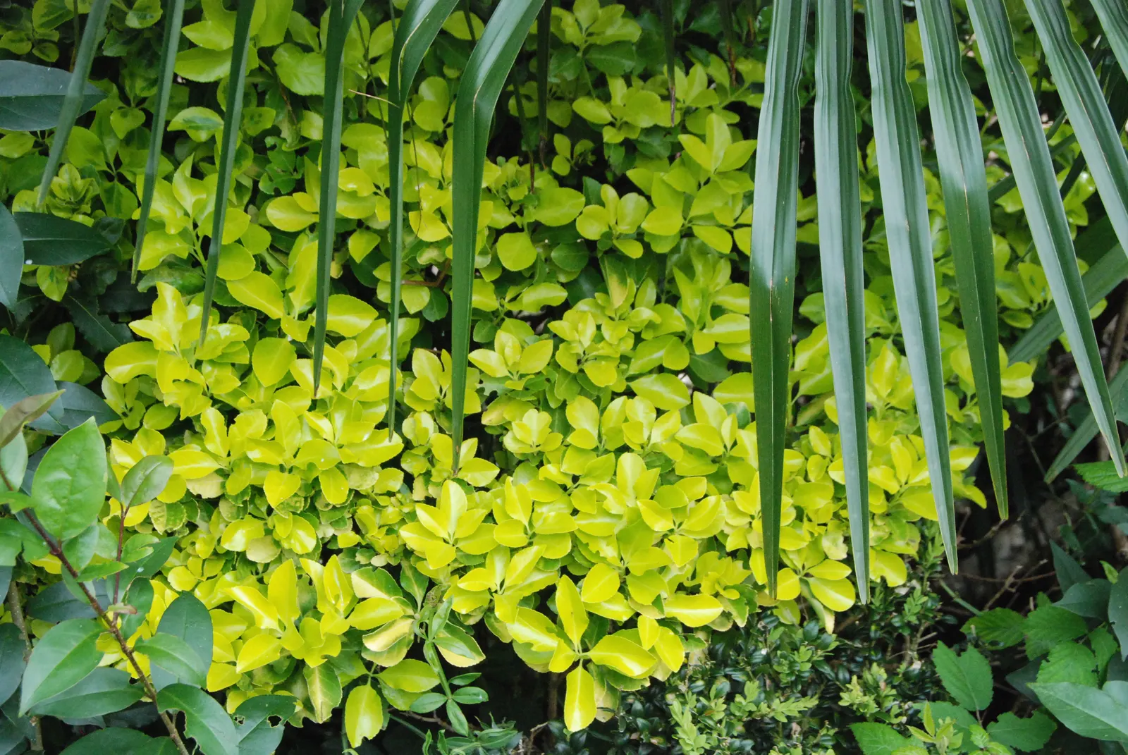Japanese Euonymus (Euonymus Japonicus) — rounded bush.<br><br>Its leathery