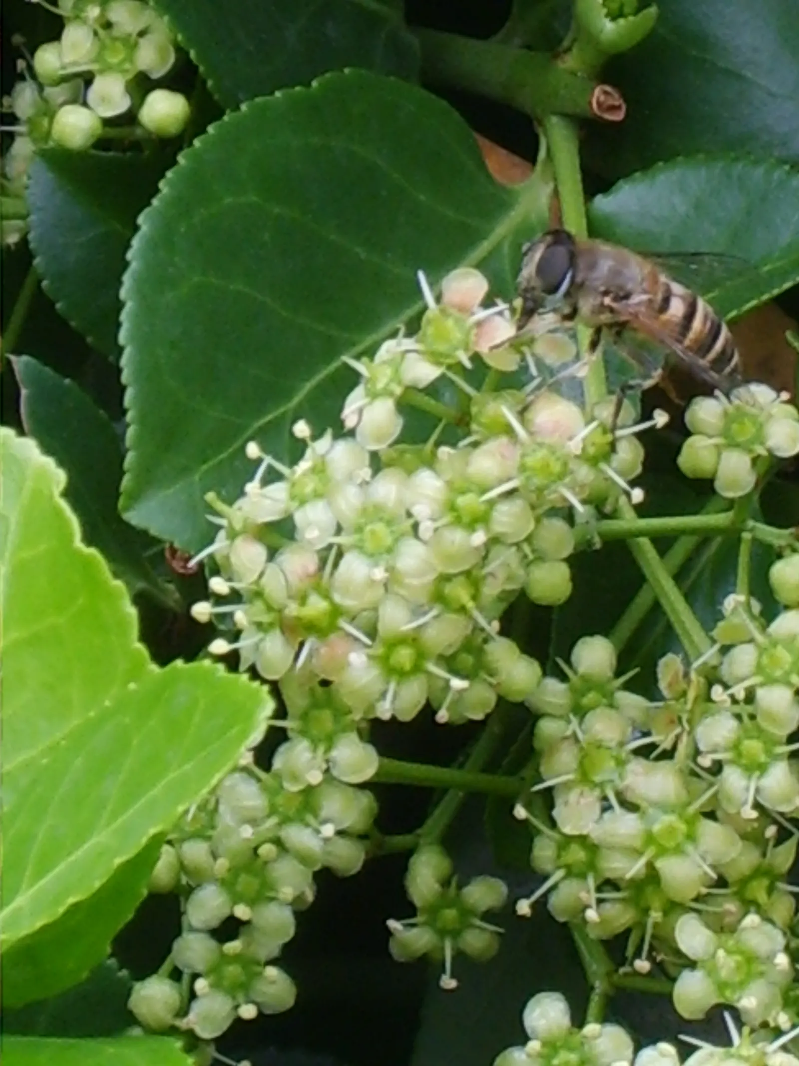 Japanese Euonymus (Euonymus Japonicus) — upright form that can be pruned into geometric shapes or maintained as a natural