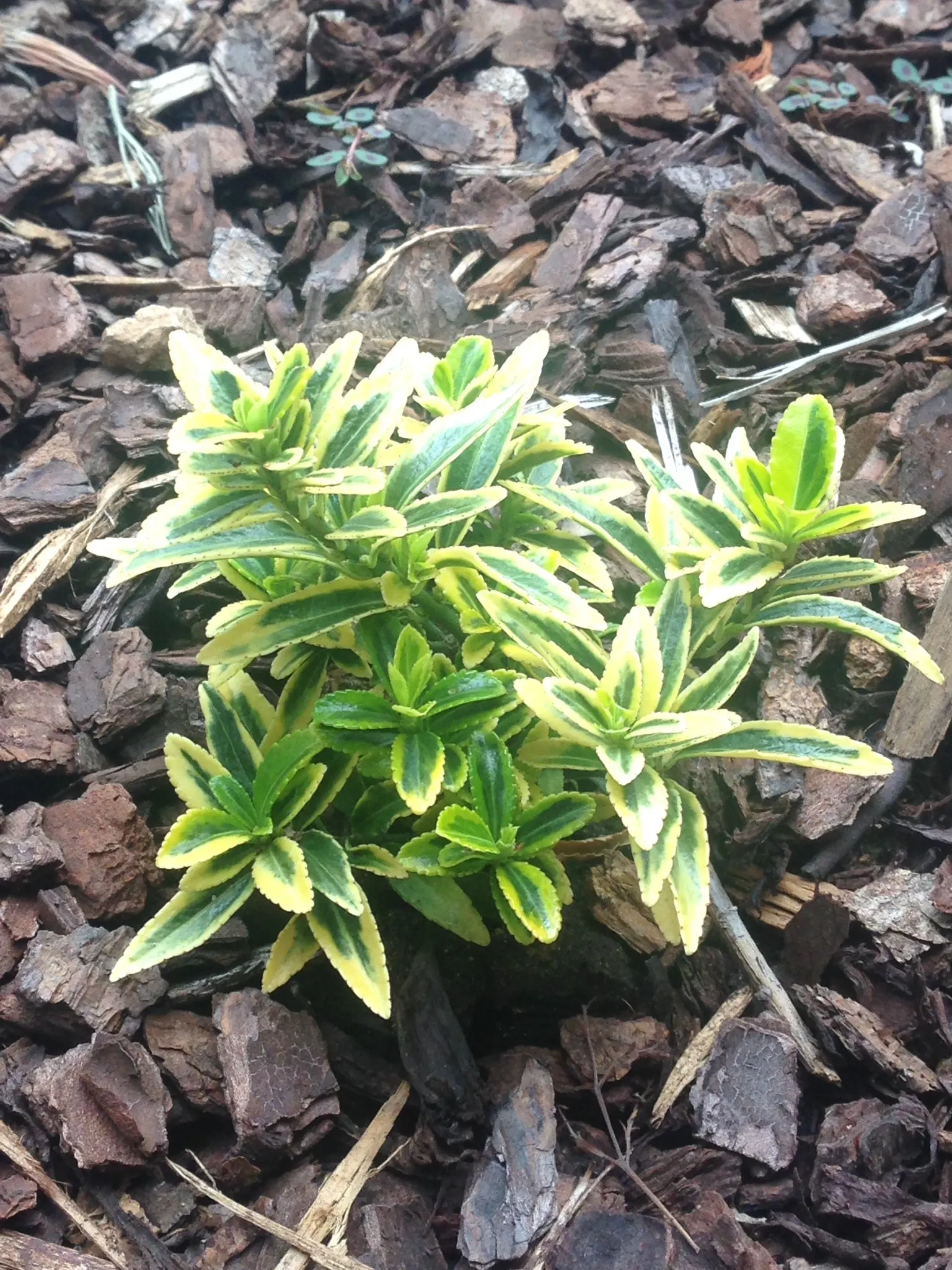 Japanese Euonymus (Euonymus Japonicus) — Measuring about 2 to 3 inches long, the foliage may exhibit subtle variegation depending on the cultivar