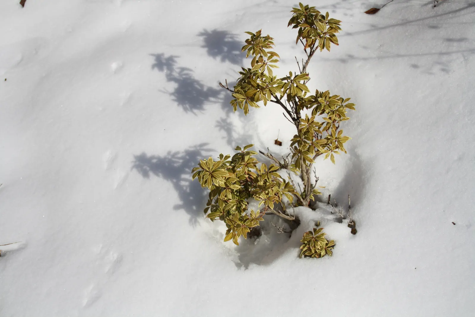 Japanese Euonymus (Euonymus Japonicus) — Insignificant greenish-white flowers may appear in late spring to early summer