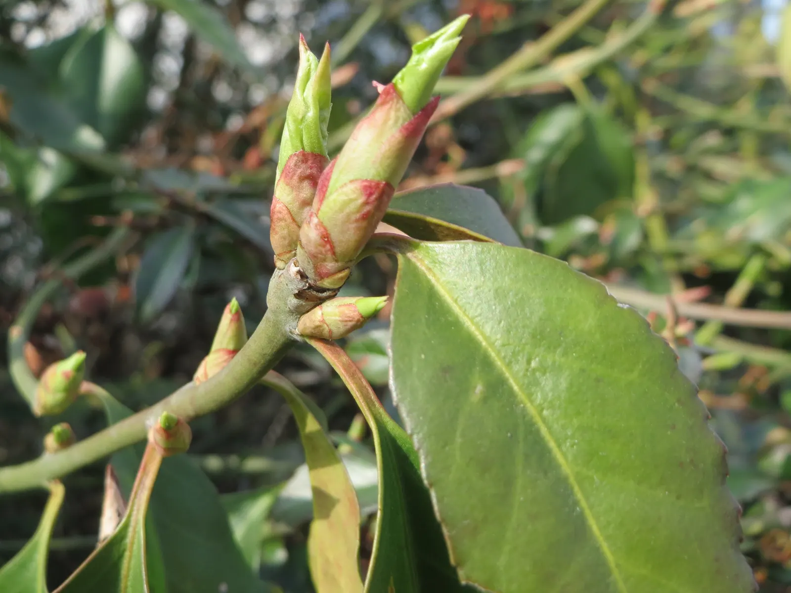 Japanese Euonymus (Euonymus Japonicus) — is an evergreen shrub with a robust and compact growth habit
