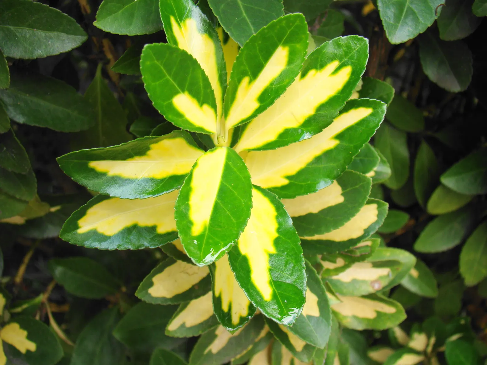 Japanese Euonymus (Euonymus Japonicus) — It reaches 6-8 feet in height and 4-6 feet in width, suitable for hedges or foundation plantings