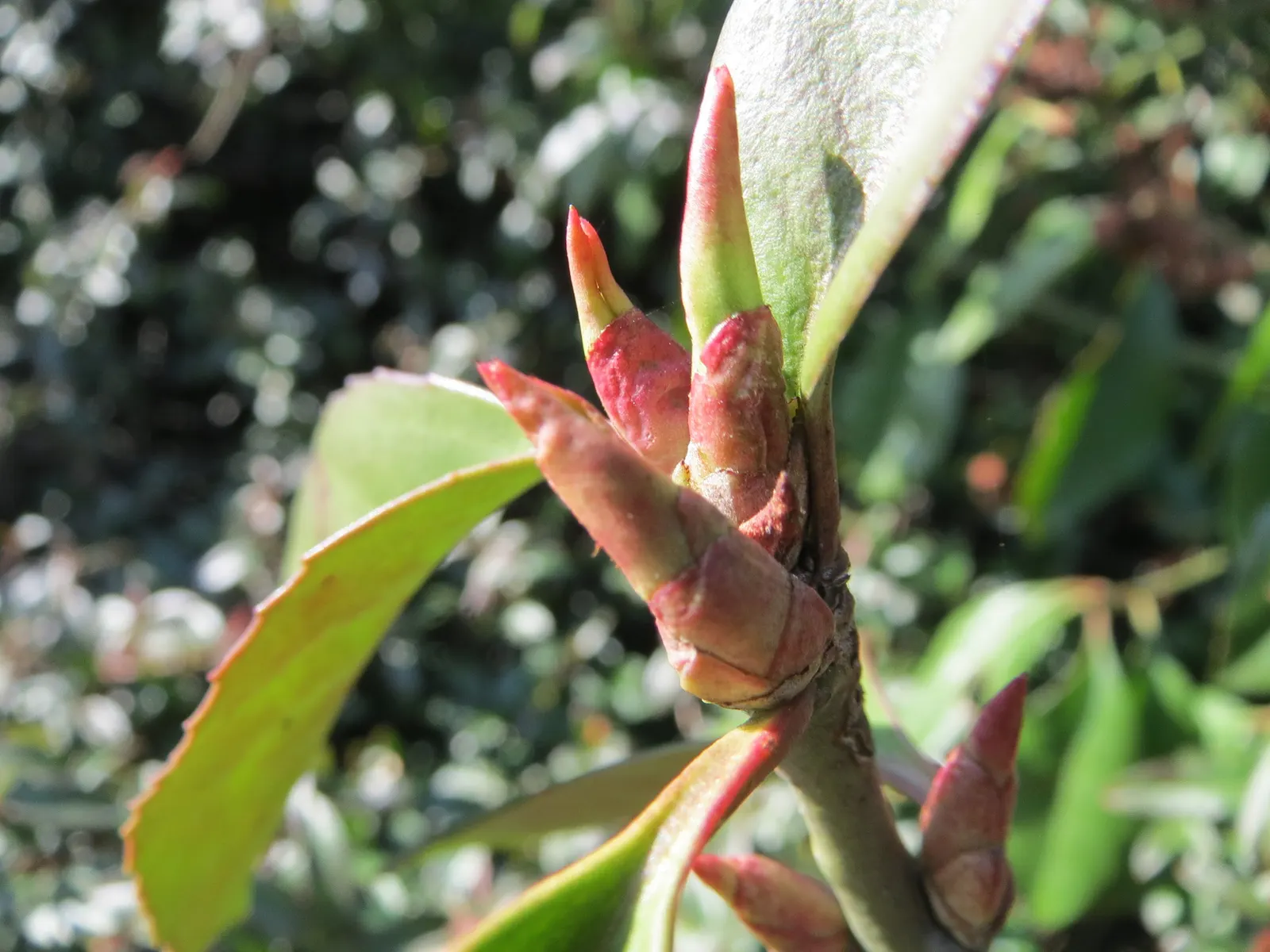 Japanese Euonymus (Euonymus Japonicus) — It typically reaches heights of 6 to 8 feet and spreads of 4 to 6 feet