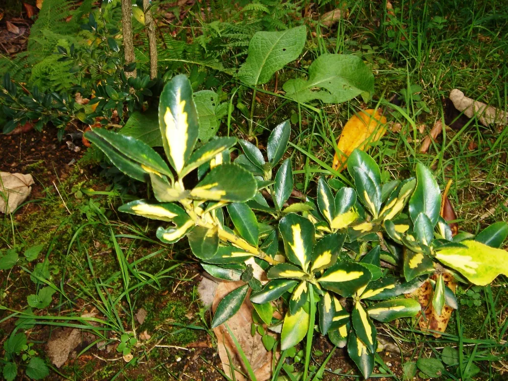 Japanese Euonymus (Euonymus Japonicus) — This versatile shrub thrives in Zones 6-9
