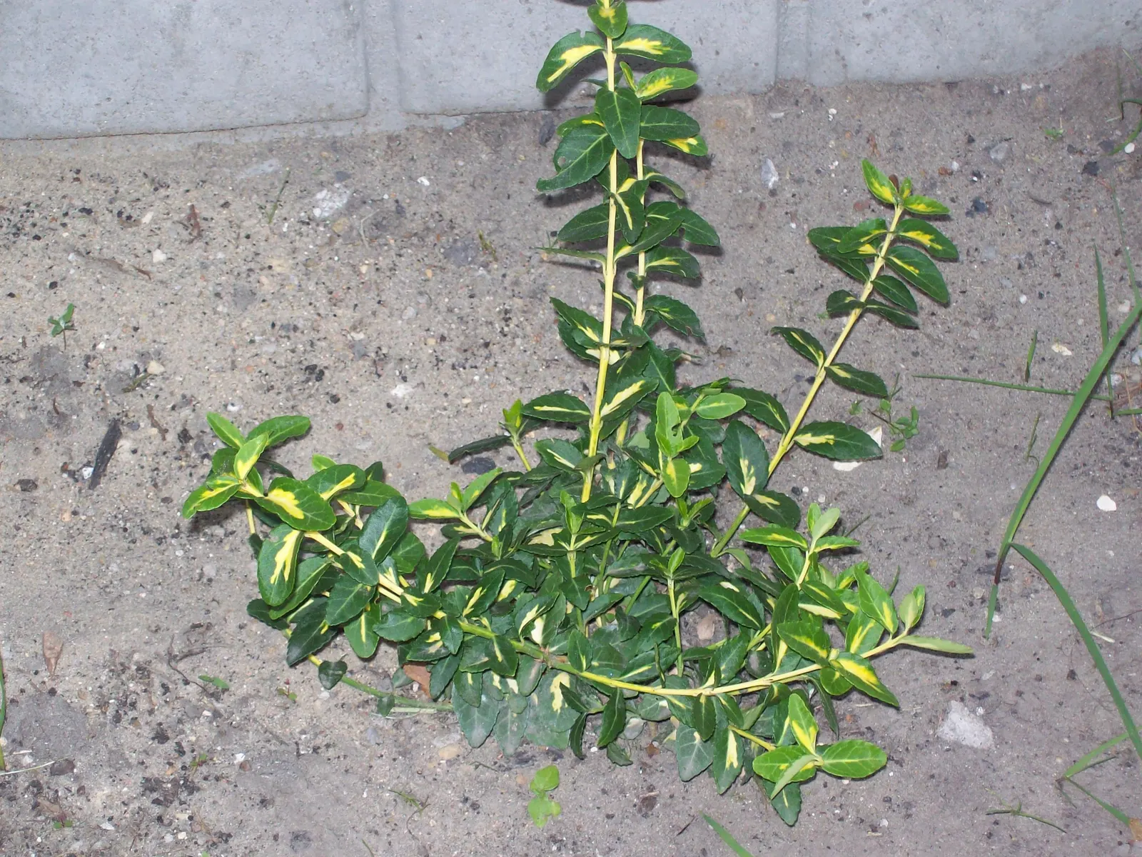 Japanese Euonymus (Euonymus Japonicus) — While being drought-tolerant once established, it benefits from regular watering during prolonged dry spells