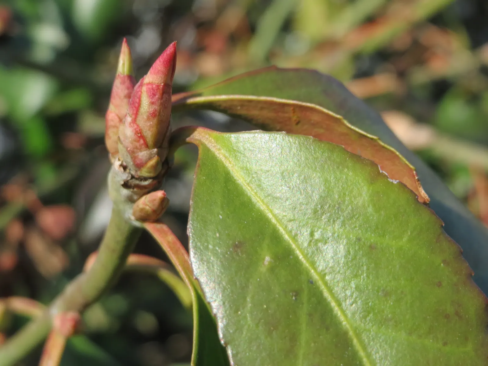 Japanese Euonymus (Euonymus Japonicus) — is an evergreen shrub with glossy