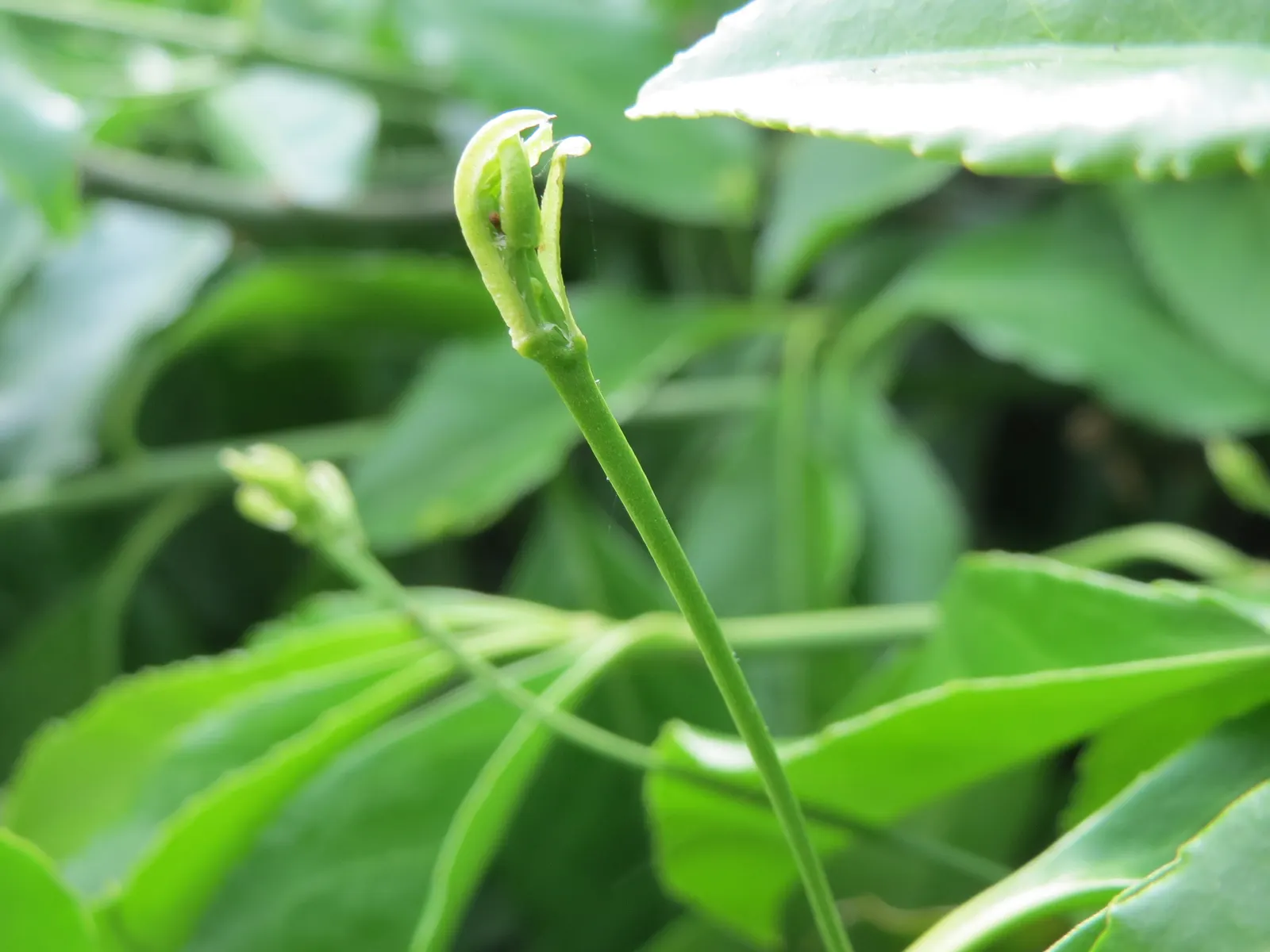 Japanese Euonymus (Euonymus Japonicus) — making it an ideal selection for formal landscape designs