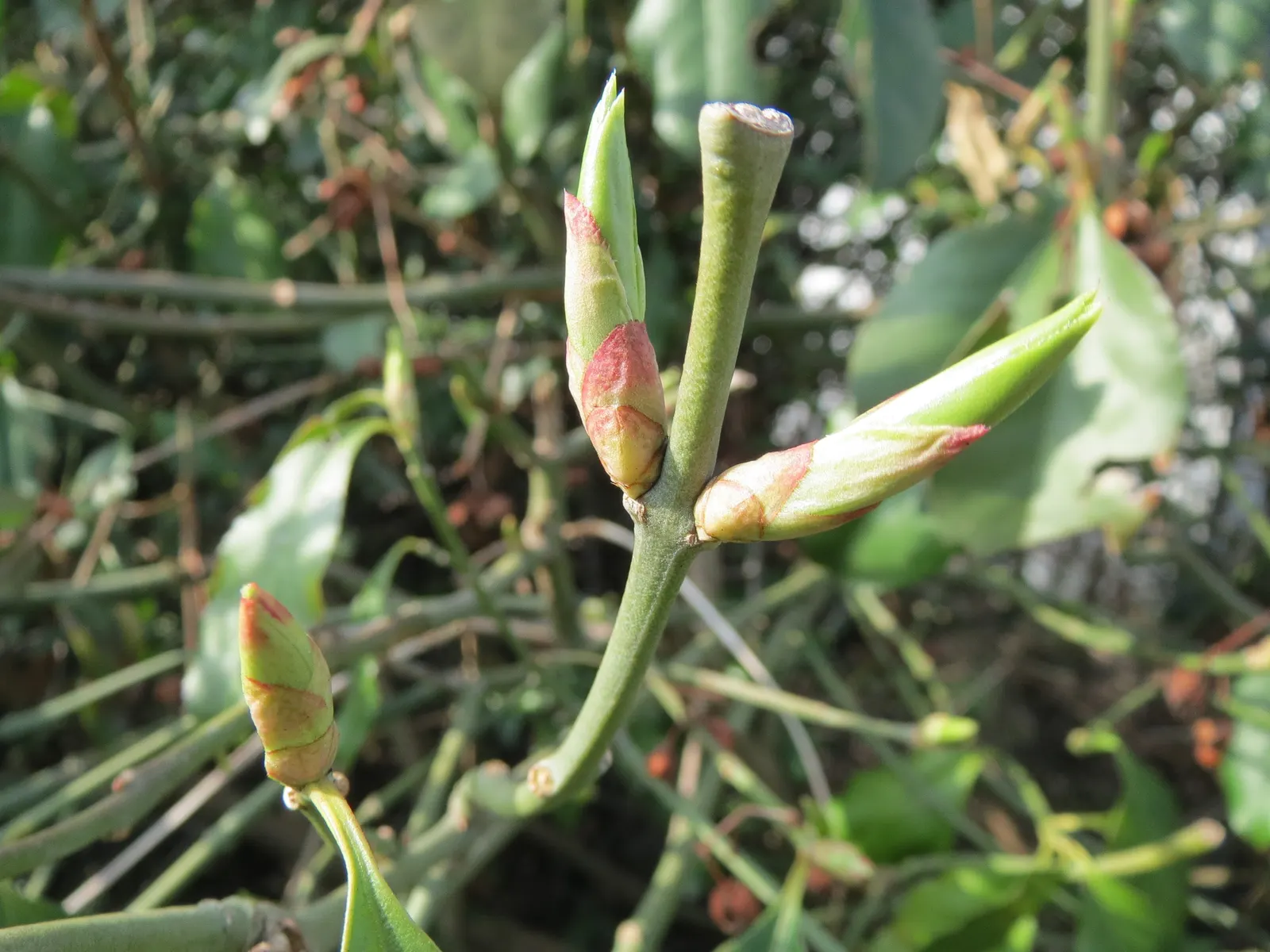 Japanese Euonymus (Euonymus Japonicus) — Occasional pruning maintains its shape, and it's resistant to diseases and pests