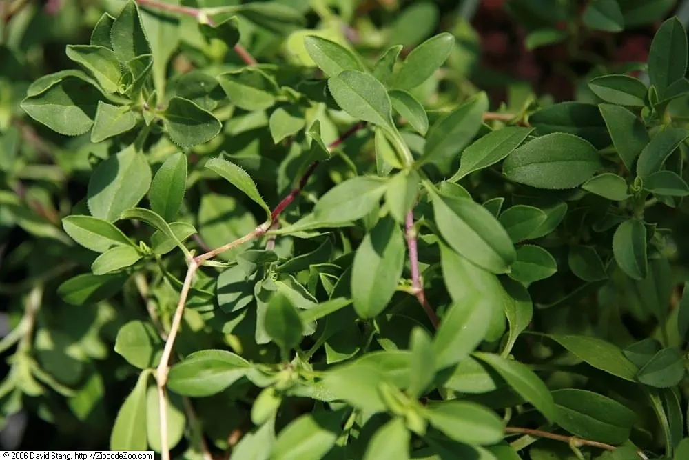 Trailing Saponaria (Saponaria Ocymoides) — Trailing Saponaria exhibits a prolific growth habit; pink flowers in the garden, image 56