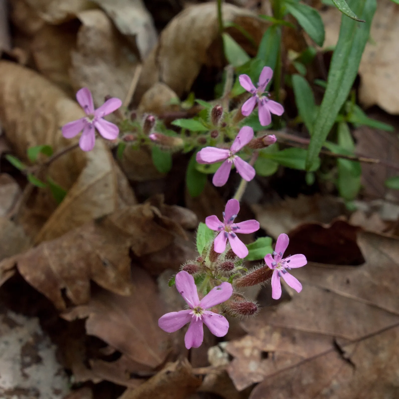 Trailing Saponaria (Saponaria Ocymoides) — is an enchanting perennial groundcover ideal for gracing your landscape with its cascading splendor