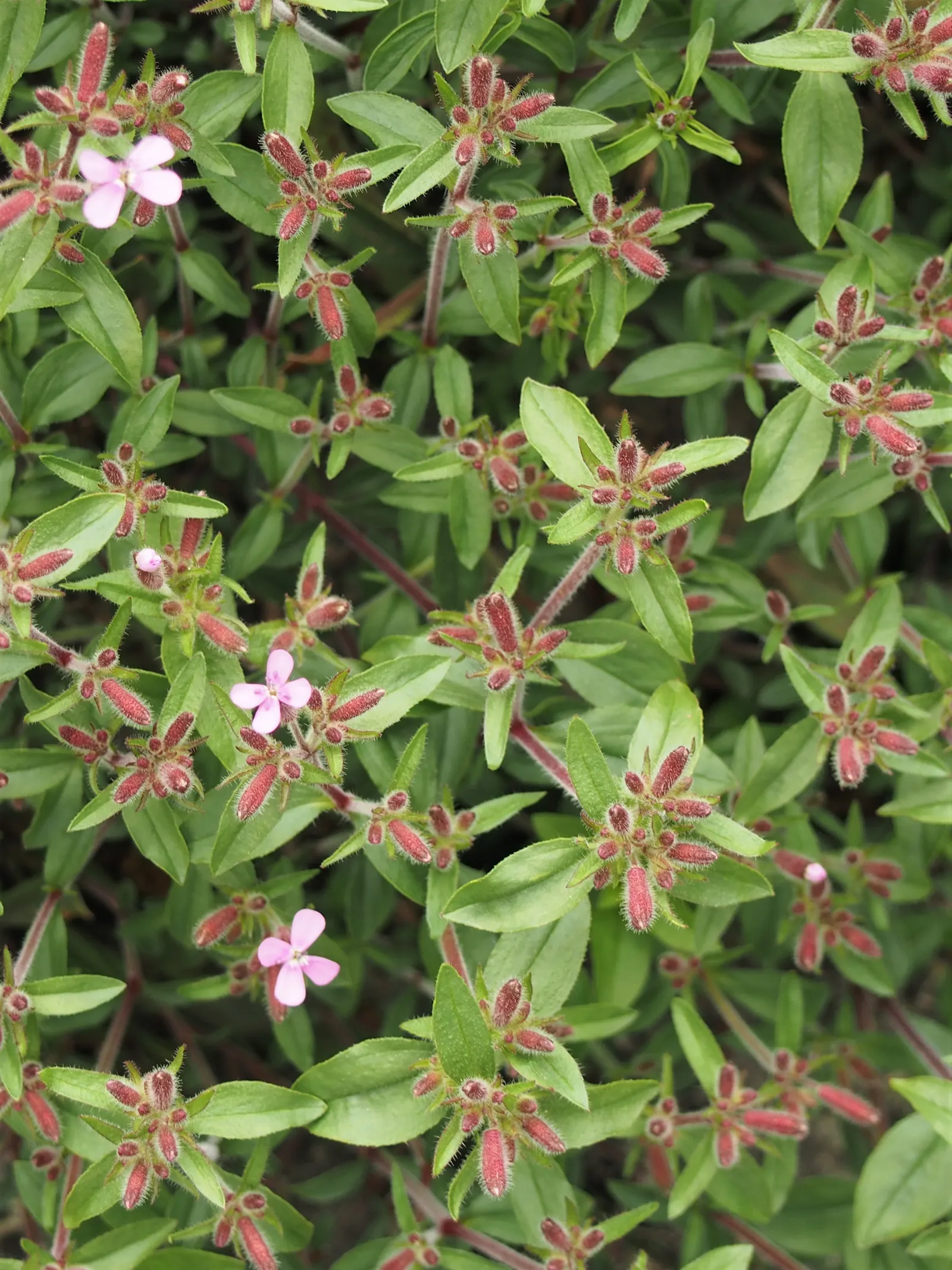 Trailing Saponaria (Saponaria Ocymoides) — These blooms not only add a joyful burst of color but also entice a host of pollinators