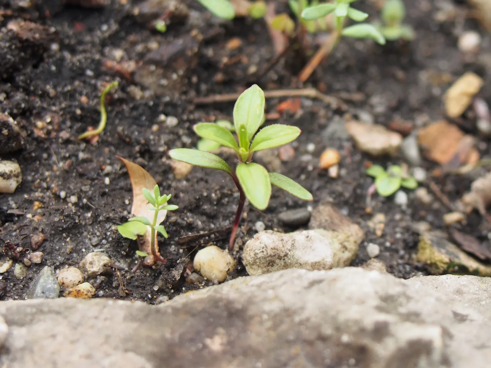 Trailing Saponaria (Saponaria Ocymoides) — is an evergreen perennial that forms a low