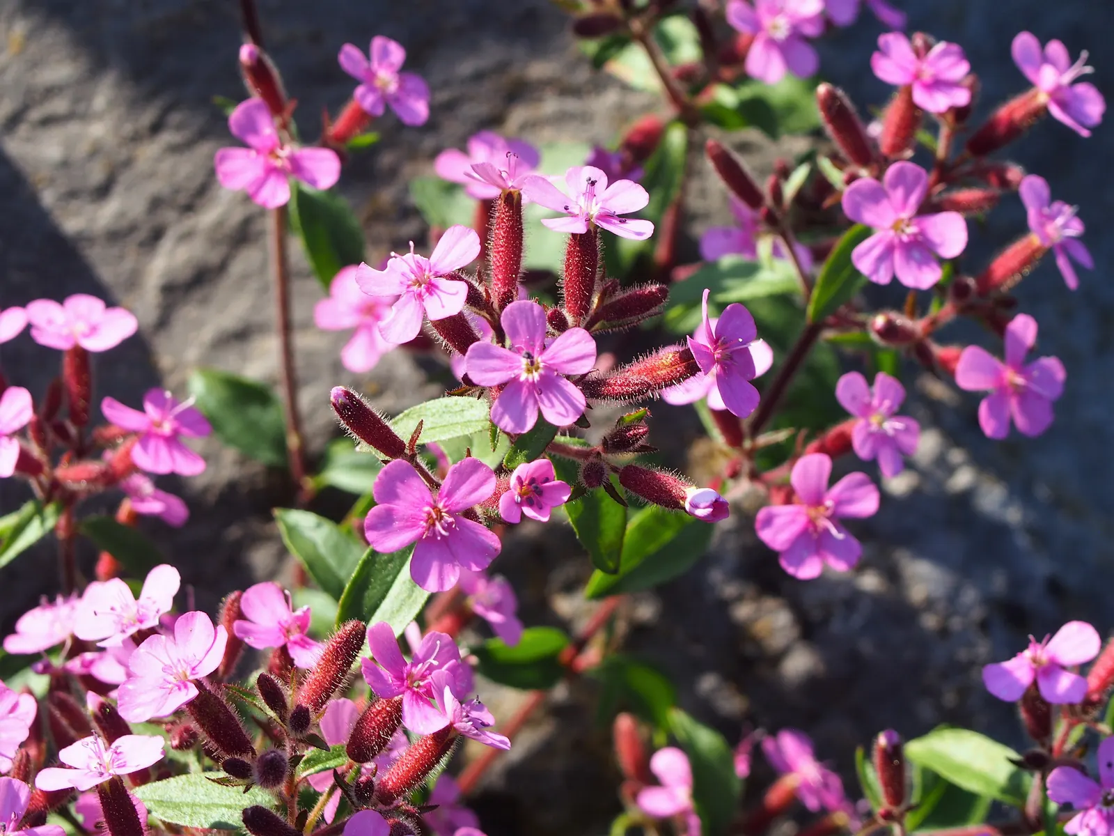 Trailing Saponaria (Saponaria Ocymoides) — and commonly referred to as Rock Soapwort; scientifically dubbed Saponaria ocymoides