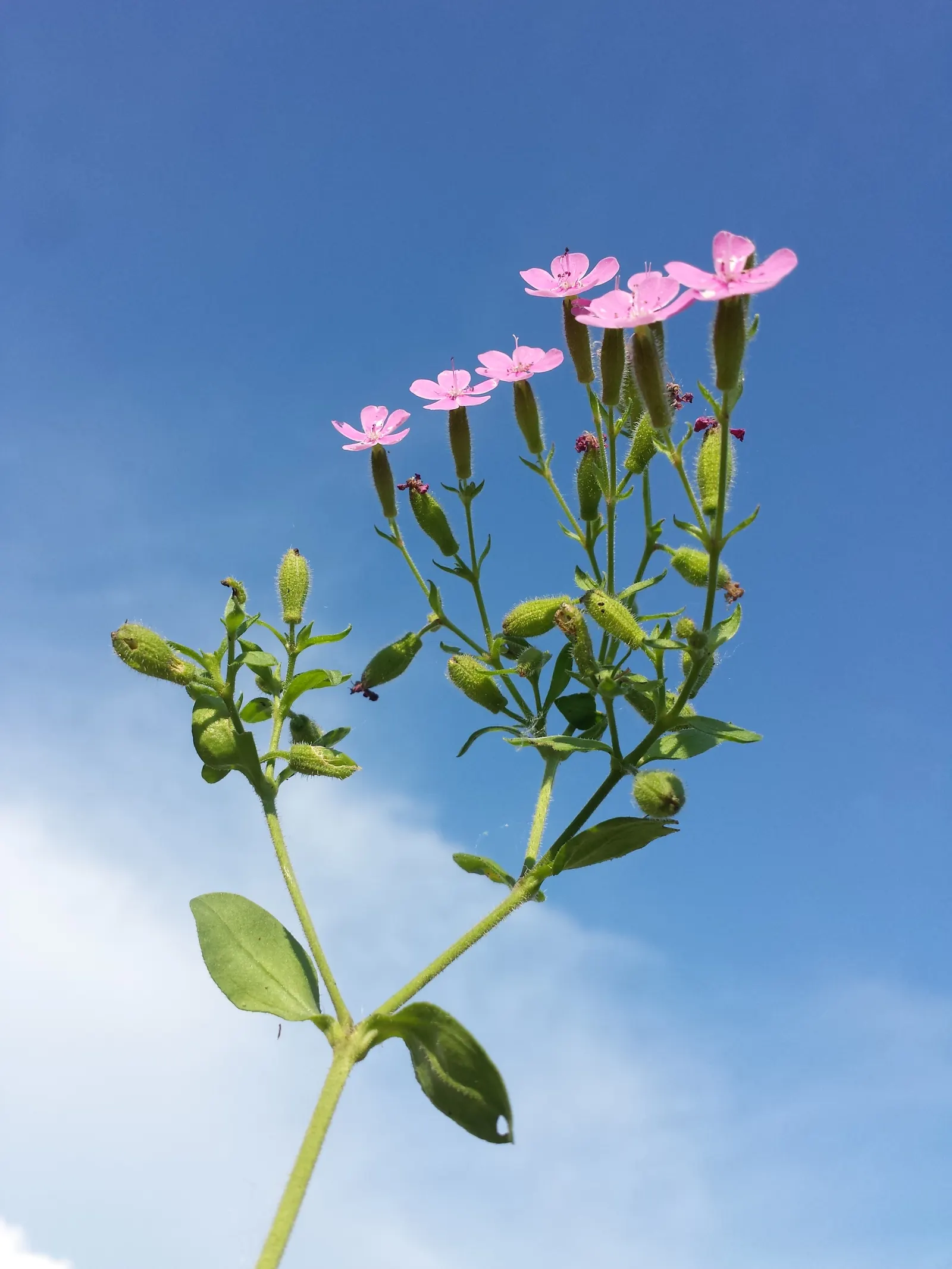 Trailing Saponaria (Saponaria Ocymoides) — This hardy groundcover thrives in well-drained soil in full sun, perfect for rock gardens and borders; and cascading