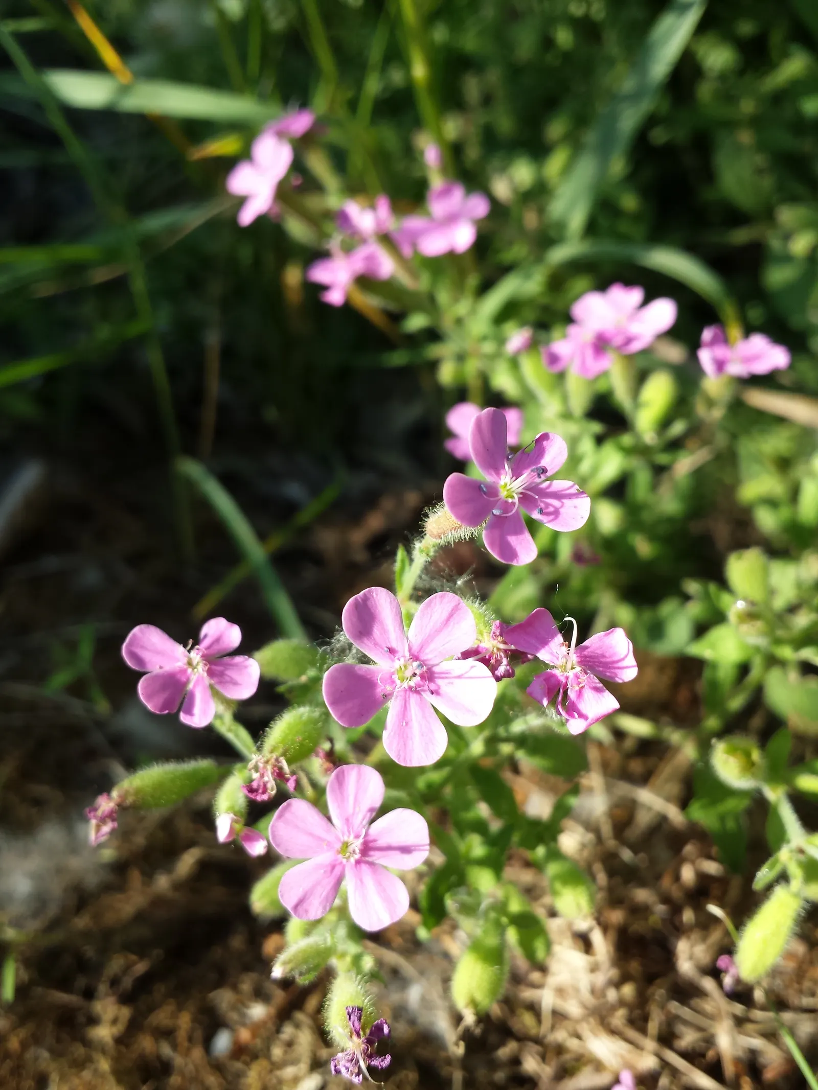 Trailing Saponaria (Saponaria Ocymoides) — scientifically dubbed Saponaria ocymoides; ground cover / perennial for full or half