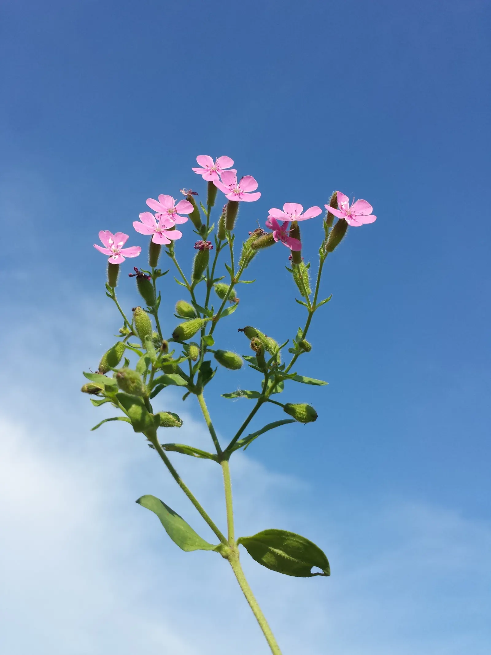 Trailing Saponaria (Saponaria Ocymoides) — ground cover / perennial with pink blooms; these blooms not only add a joyful burst of color but also entice a host