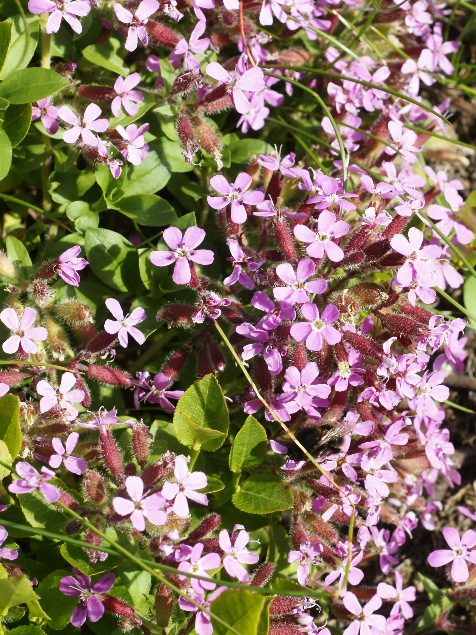 Trailing Saponaria (Saponaria Ocymoides) — is an evergreen perennial that forms a low; embodying a perfect blend of beauty and resilience for your, image 49