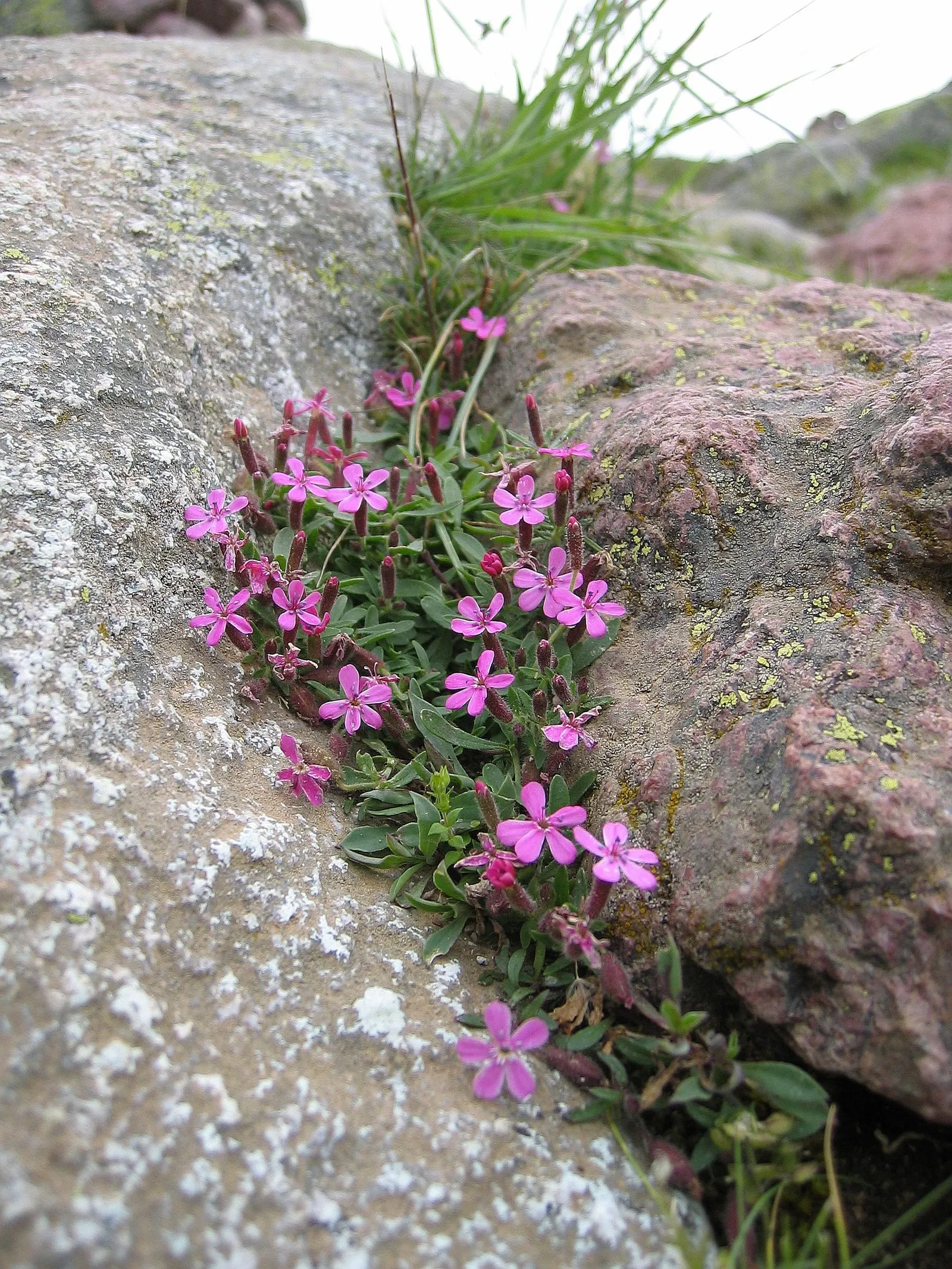 Trailing Saponaria (Saponaria Ocymoides) — embodying a perfect blend of beauty and resilience for your garden design