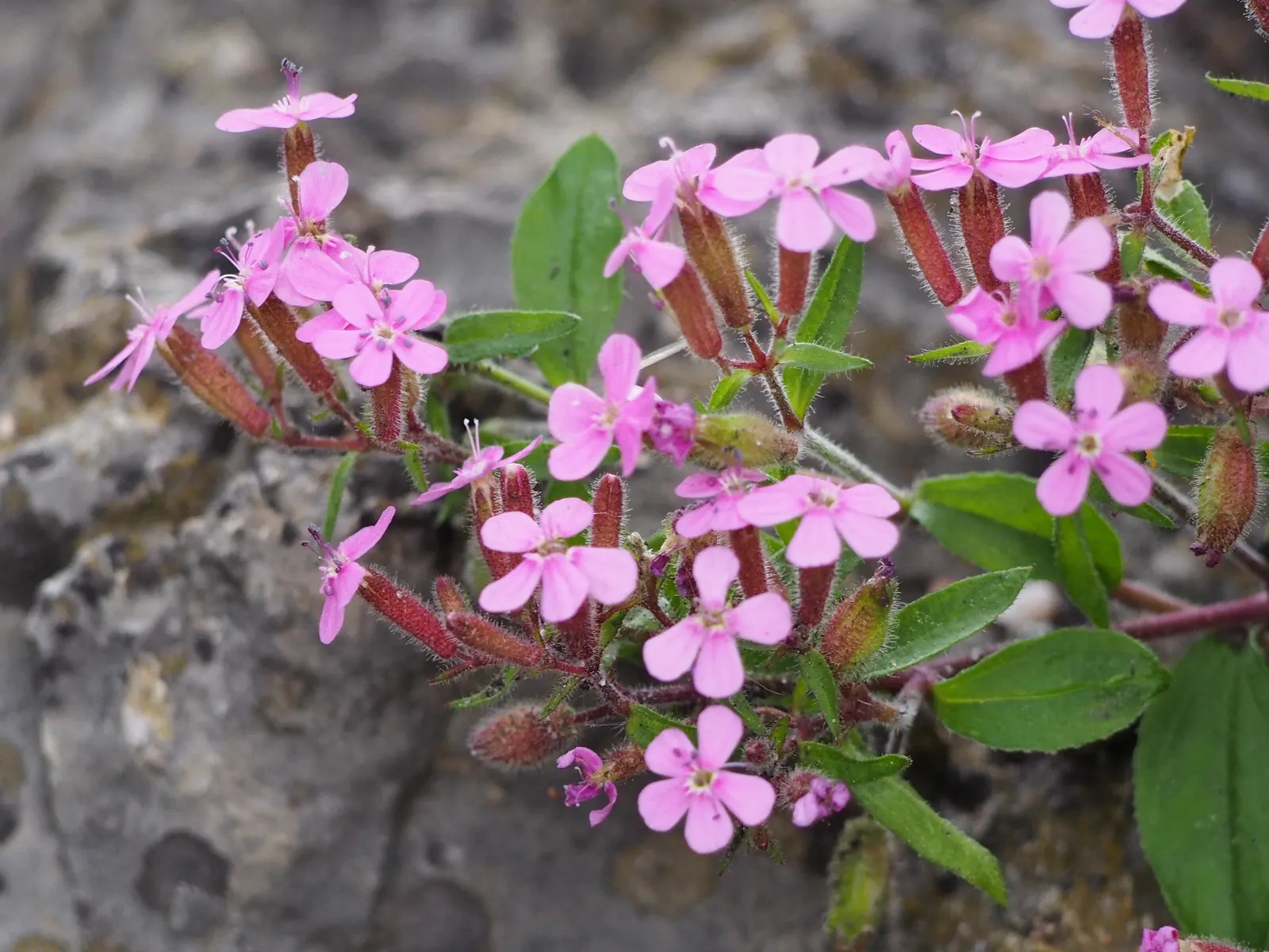 Trailing Saponaria (Saponaria Ocymoides) — embodying a perfect blend of beauty and resilience for your garden design; and commonly referred to as Rock Soapwort