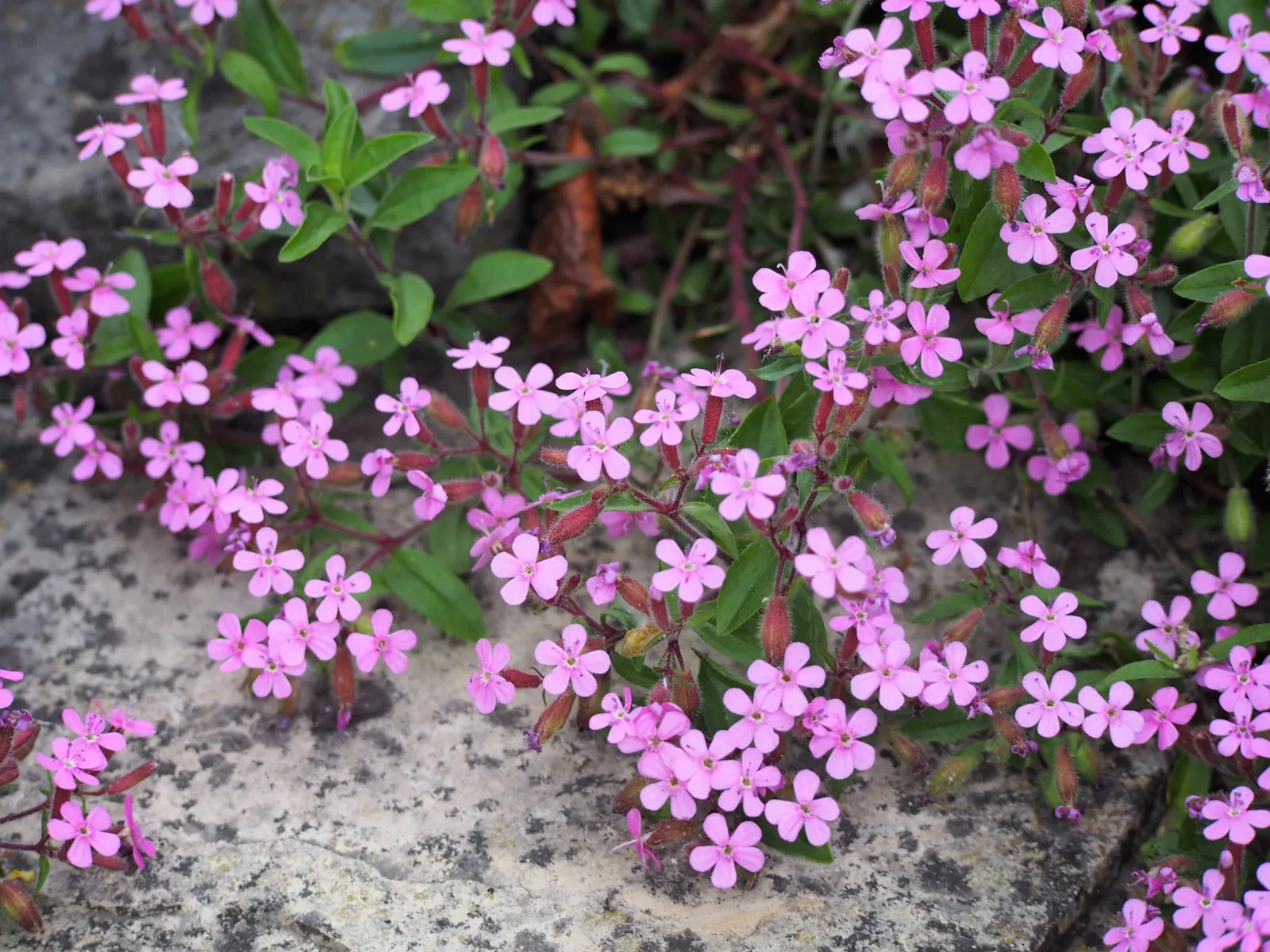Trailing Saponaria (Saponaria Ocymoides) — dense mat up to 6 inches high and spreads approximately 24 inches wide; also known as Rock Soapwort