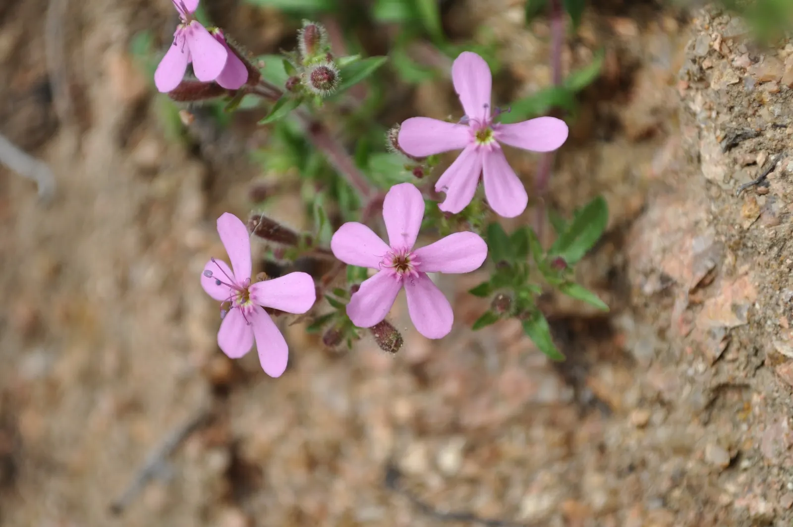 Trailing Saponaria (Saponaria Ocymoides) — and commonly referred to as Rock Soapwort
