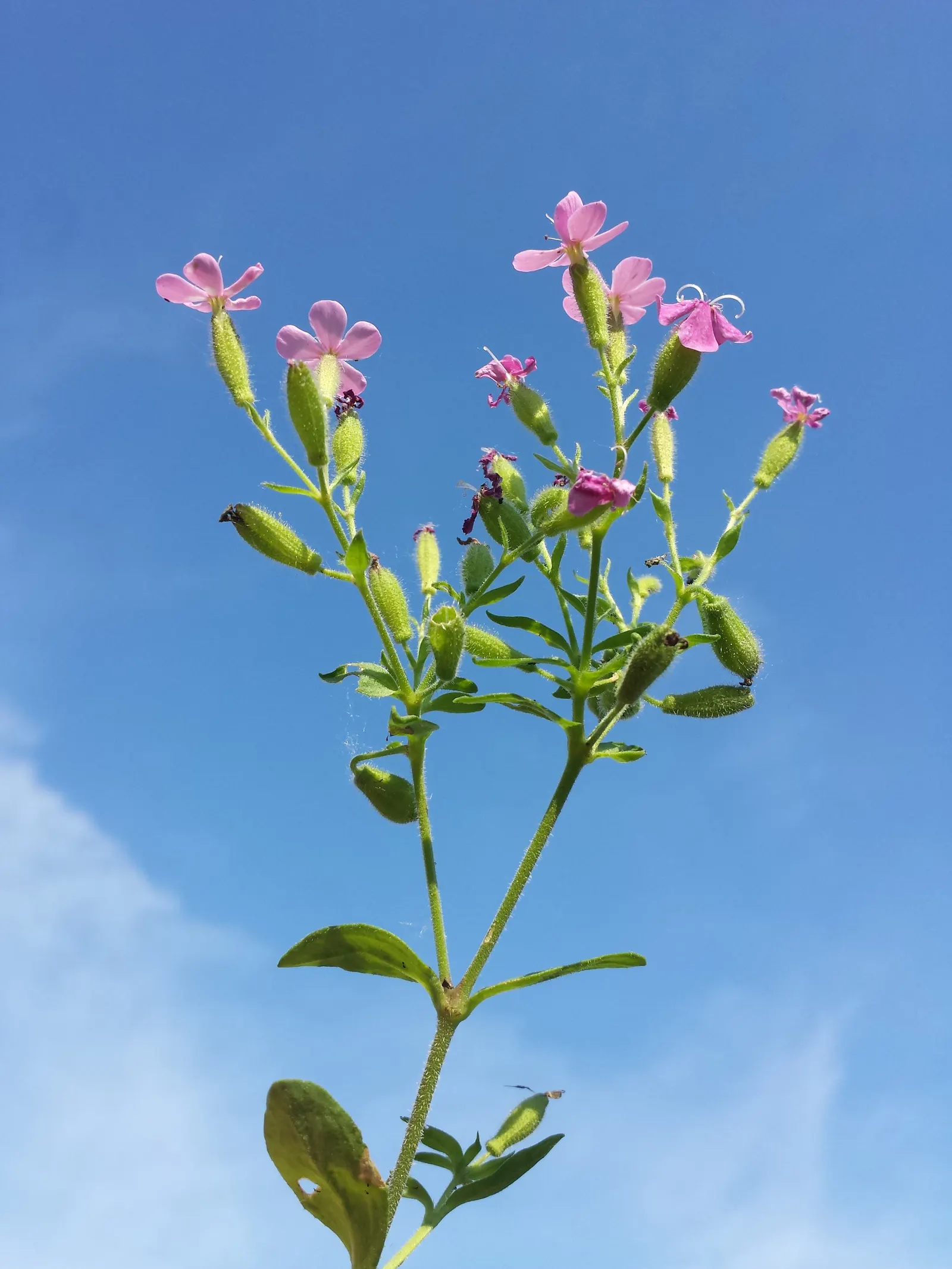 Trailing Saponaria (Saponaria Ocymoides) — also known as Rock Soapwort; extending outward up to 18 to 24 inches with a height ranging from 6 to 12 inches