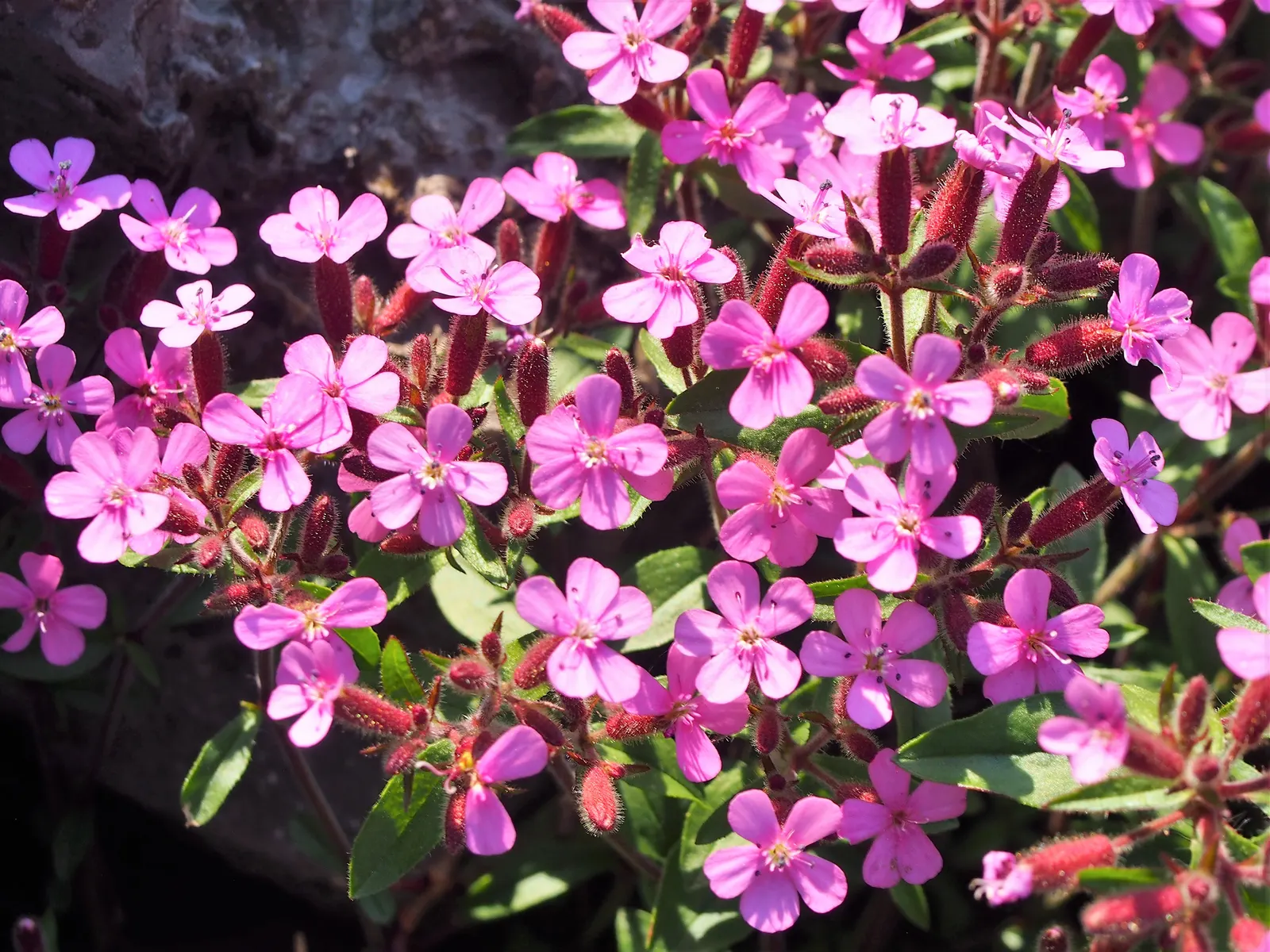 Trailing Saponaria (Saponaria Ocymoides) — scientifically dubbed Saponaria ocymoides; ground cover / perennial for full or half, image 53