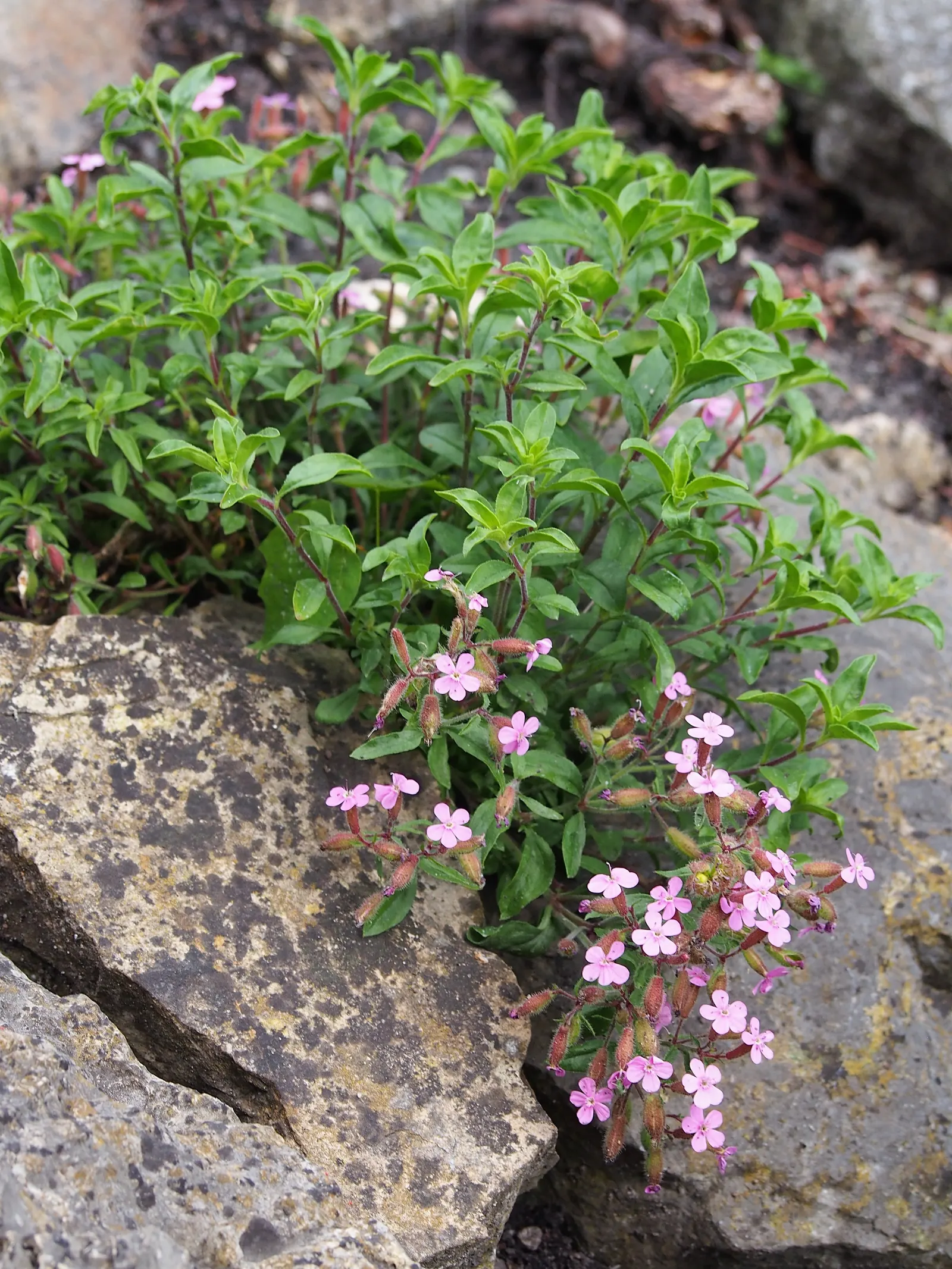 Trailing Saponaria (Saponaria Ocymoides) — Trailing Saponaria (Saponaria ocymoides)