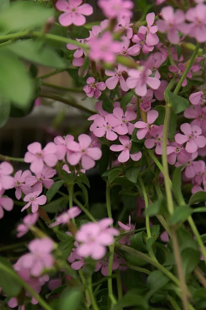 Trailing Saponaria (Saponaria Ocymoides) — Regular deadheading will encourage a longer flowering period and prevent self-seeding; saponaria ocymoides is an