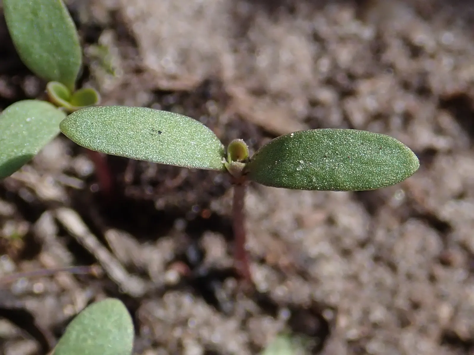 Trailing Saponaria (Saponaria Ocymoides) — Trailing Saponaria exhibits a prolific growth habit