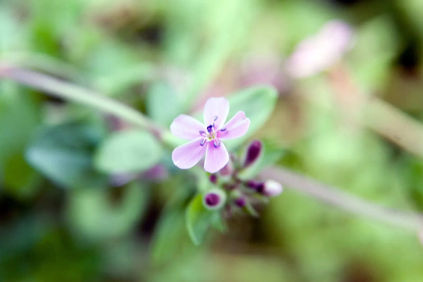 Trailing Saponaria (Saponaria Ocymoides) — This hardy groundcover thrives in well-drained soil in full sun, perfect for rock gardens and borders