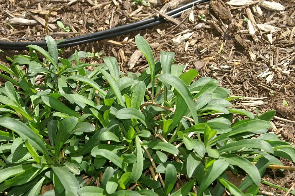 Trailing Saponaria (Saponaria Ocymoides) — This hardy groundcover thrives in well-drained soil in full sun, perfect for rock gardens and borders, image 52