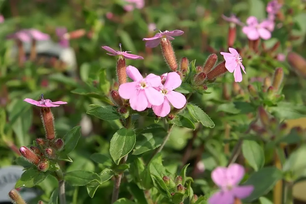 Trailing Saponaria (Saponaria Ocymoides) — ground cover / perennial for full or half; enabling a more controlled spread within your landscape