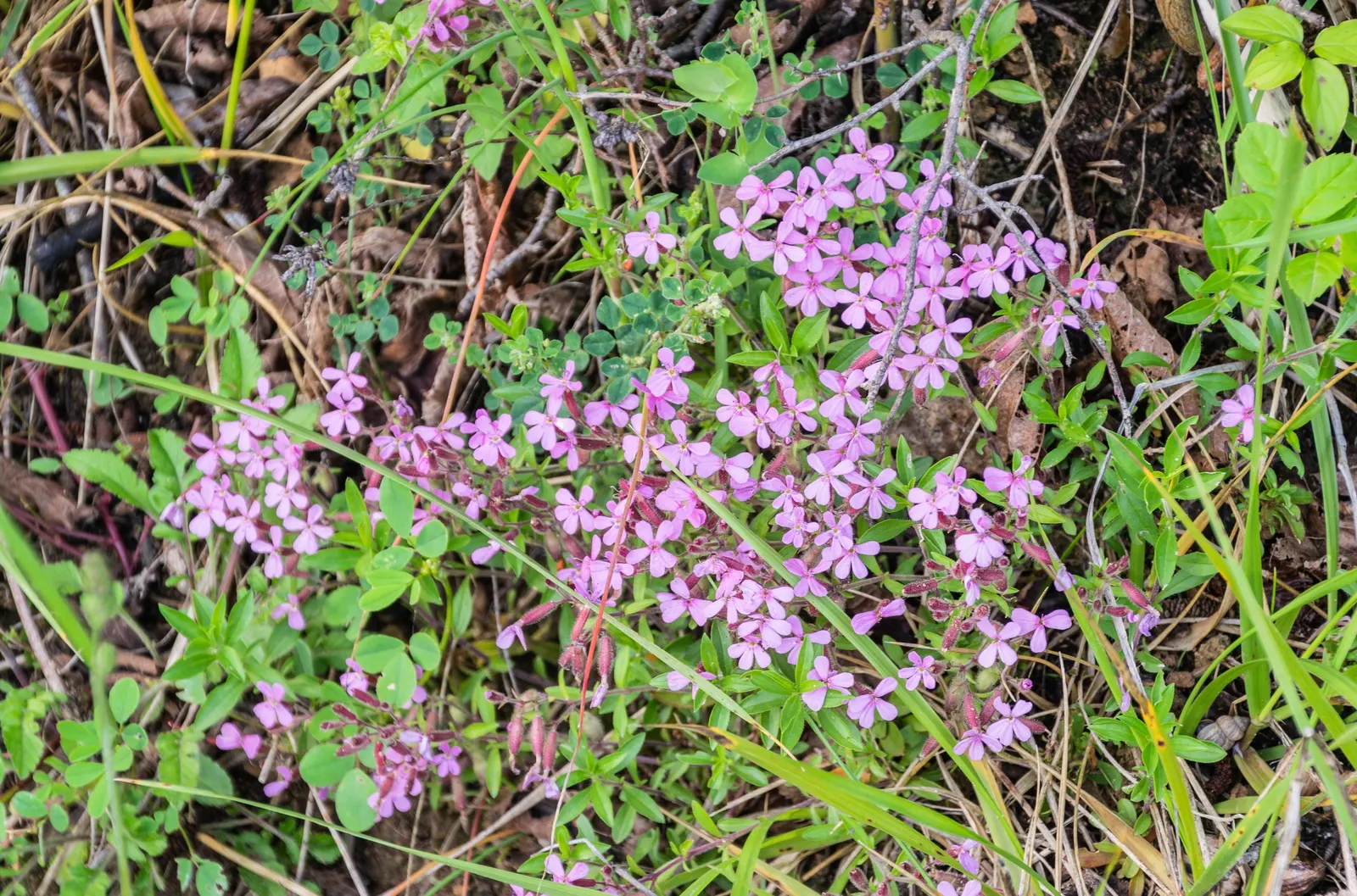 Trailing Saponaria (Saponaria Ocymoides) — Saponaria ocymoides is an outstanding choice for rock gardens; trailing Saponaria exhibits a prolific growth habit