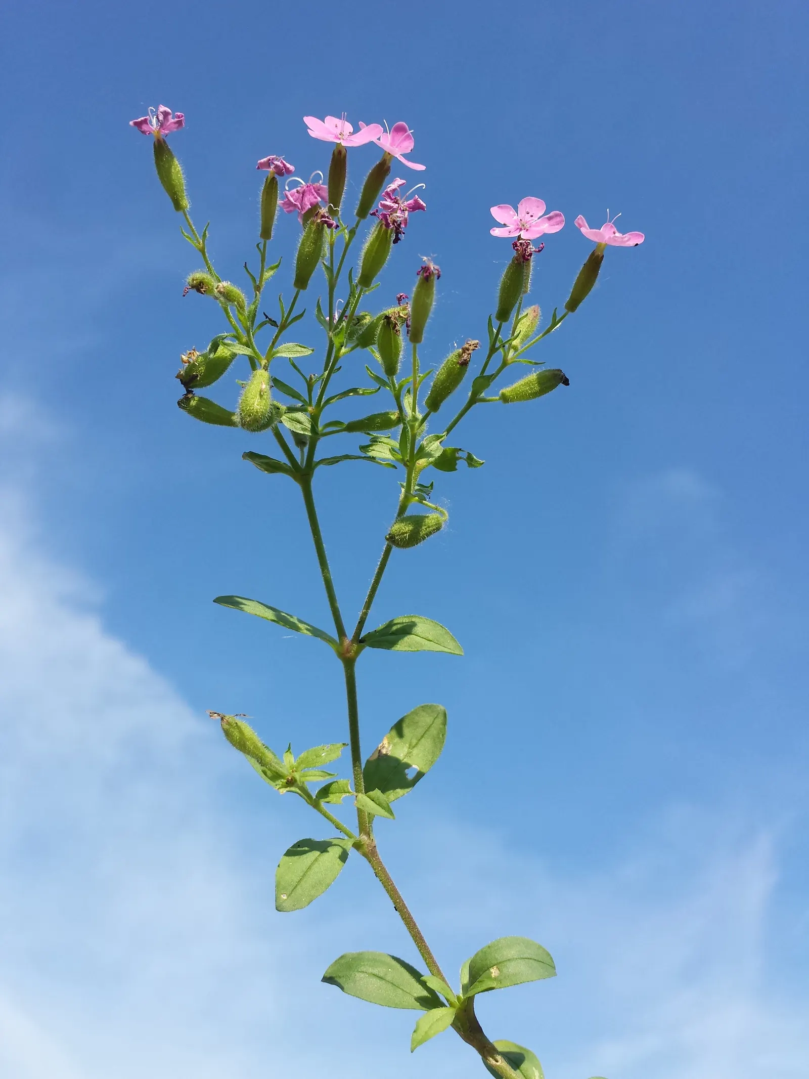 Trailing Saponaria (Saponaria Ocymoides) — Regular deadheading will encourage a longer flowering period and prevent self-seeding