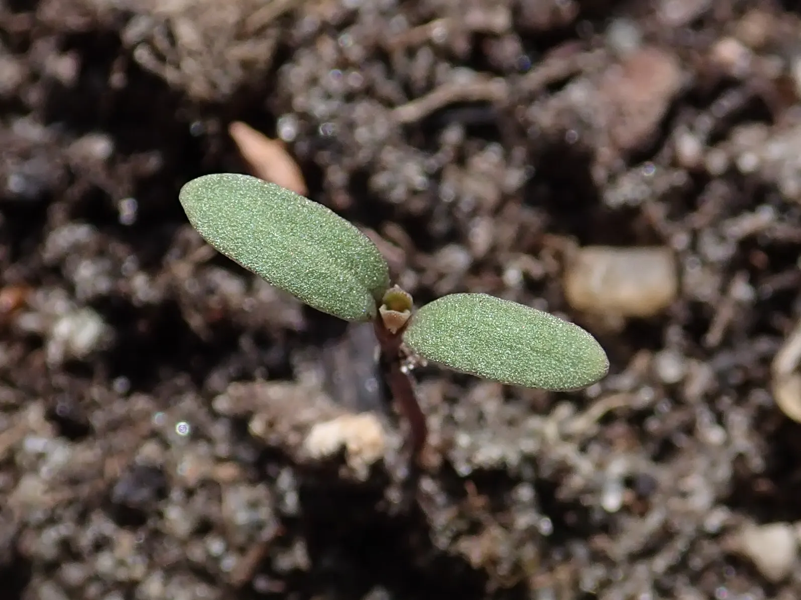 Trailing Saponaria (Saponaria Ocymoides) — dense mat up to 6 inches high and spreads approximately 24 inches wide; also known as Rock Soapwort, image 50