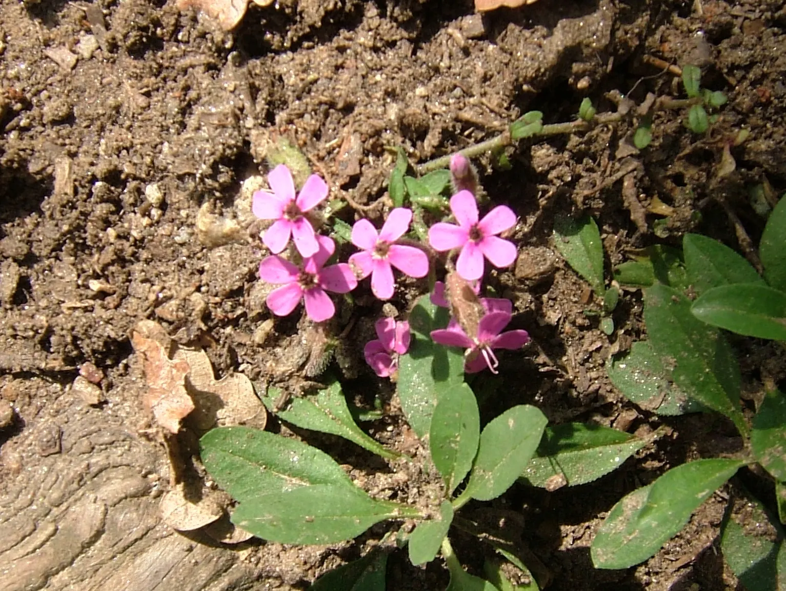 Trailing Saponaria (Saponaria Ocymoides) — Adorned with masses of vivid pink blooms in late spring to early summer; is an enchanting perennial, image 51