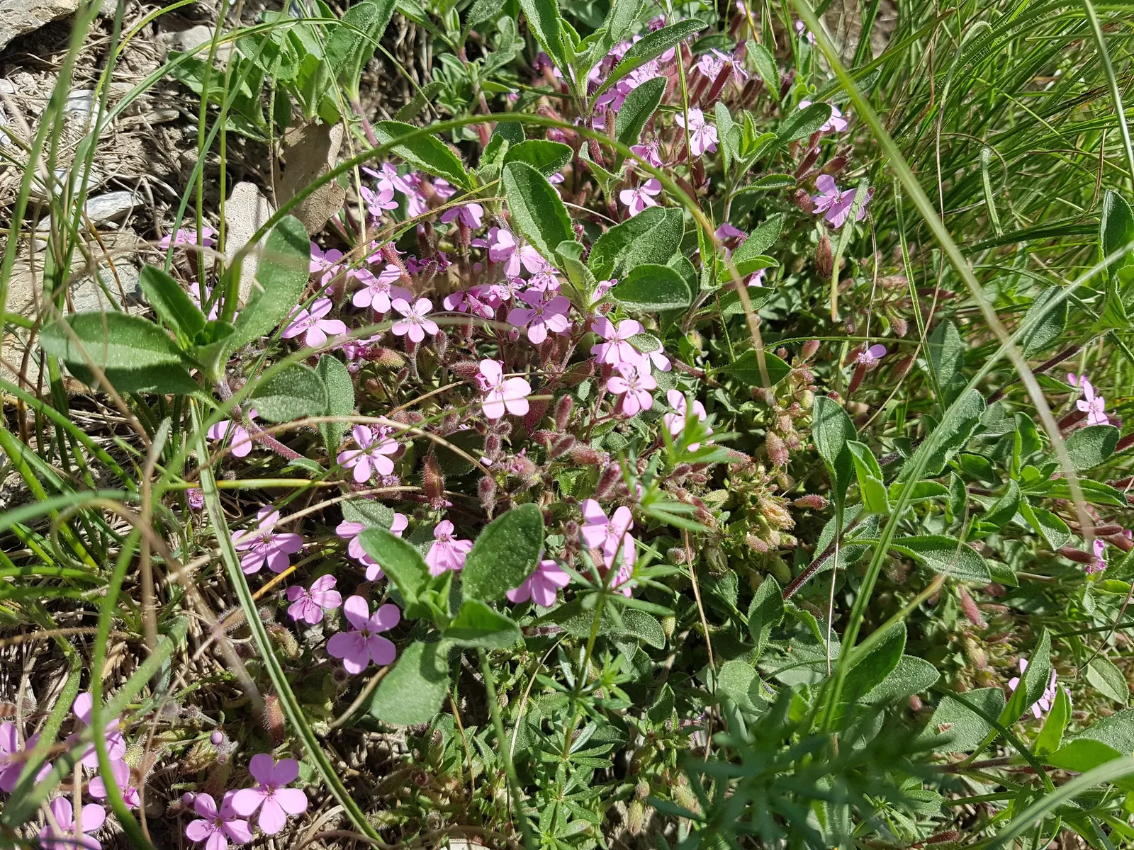 Trailing Saponaria (Saponaria Ocymoides) — enabling a more controlled spread within your landscape; ground cover / perennial with pink blooms