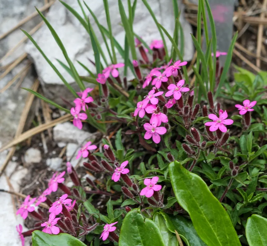 Trailing Saponaria (Saponaria Ocymoides) — extending outward up to 18 to 24 inches with a height ranging from 6 to 12 inches