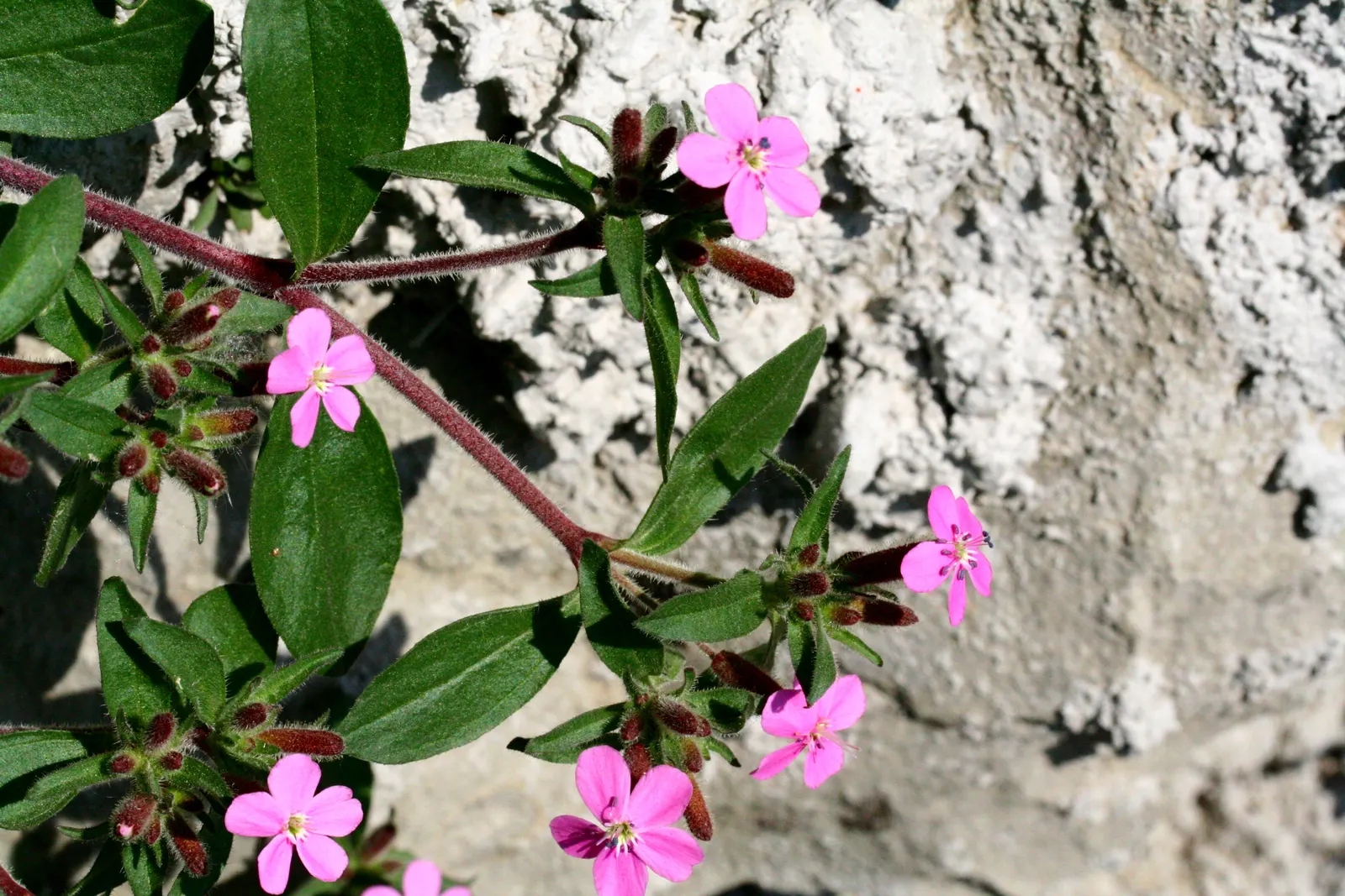 Trailing Saponaria (Saponaria Ocymoides) — Saponaria ocymoides is an outstanding choice for rock gardens