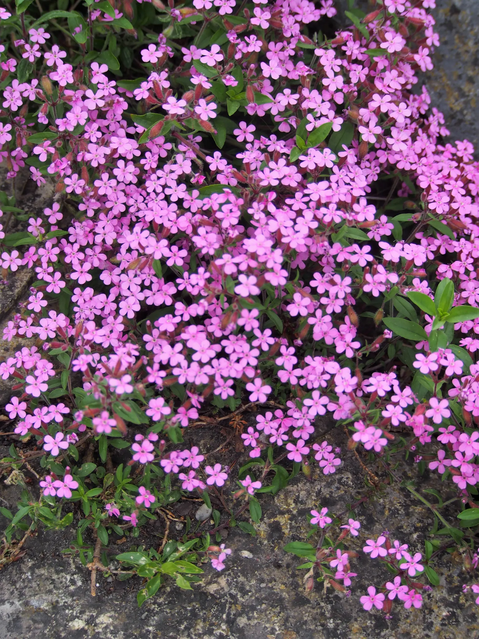 Trailing Saponaria (Saponaria Ocymoides) — Trailing Saponaria (Saponaria ocymoides); dense mat up to 6 inches high and spreads approximately 24 inches wide