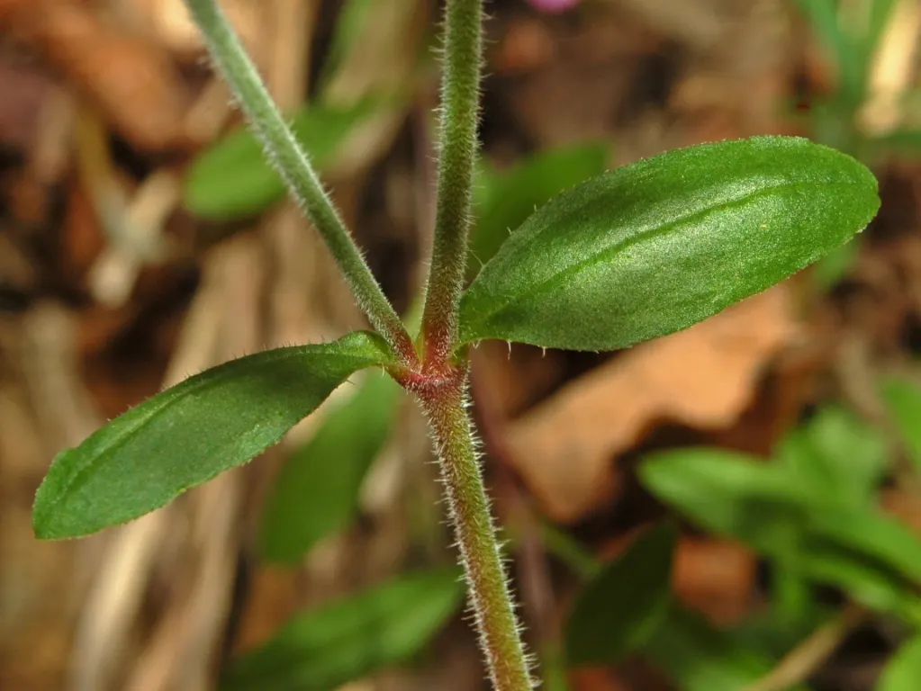 Trailing Saponaria (Saponaria Ocymoides) — demonstrates notable drought tolerance; trailing Saponaria (Saponaria ocymoides)
