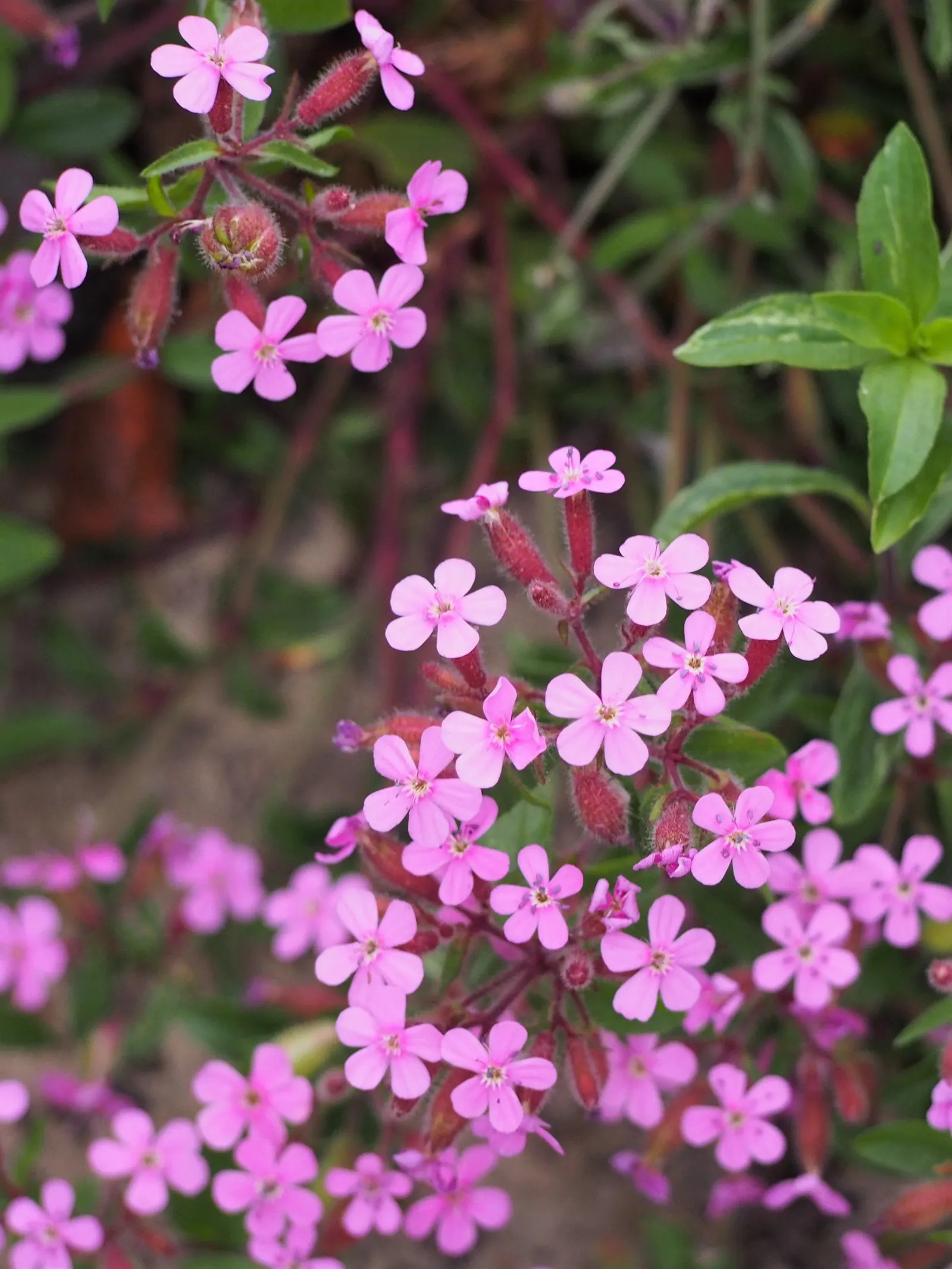 Trailing Saponaria (Saponaria Ocymoides) — enabling a more controlled spread within your landscape