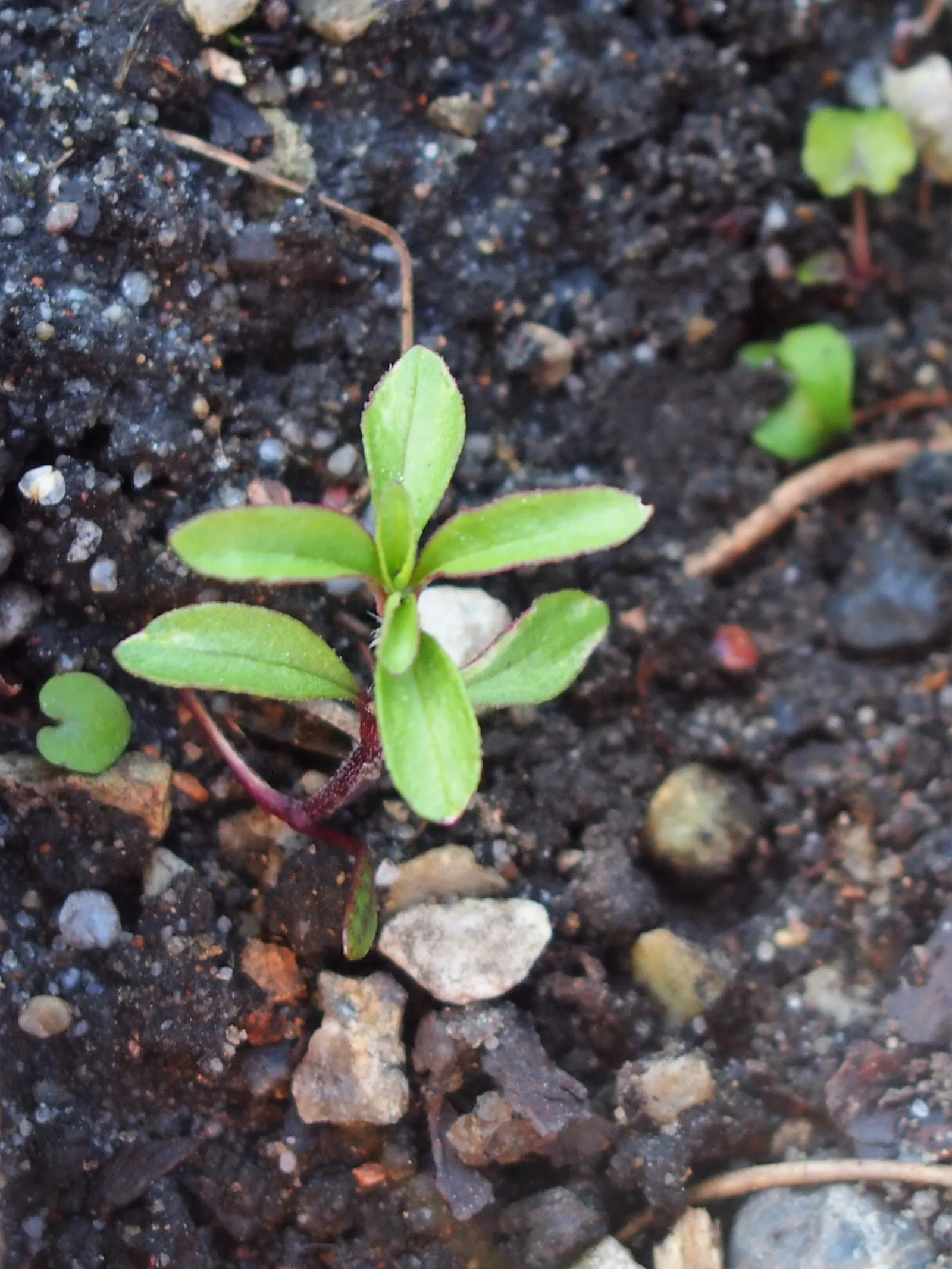 Trailing Saponaria (Saponaria Ocymoides) — ground cover / perennial with pink blooms