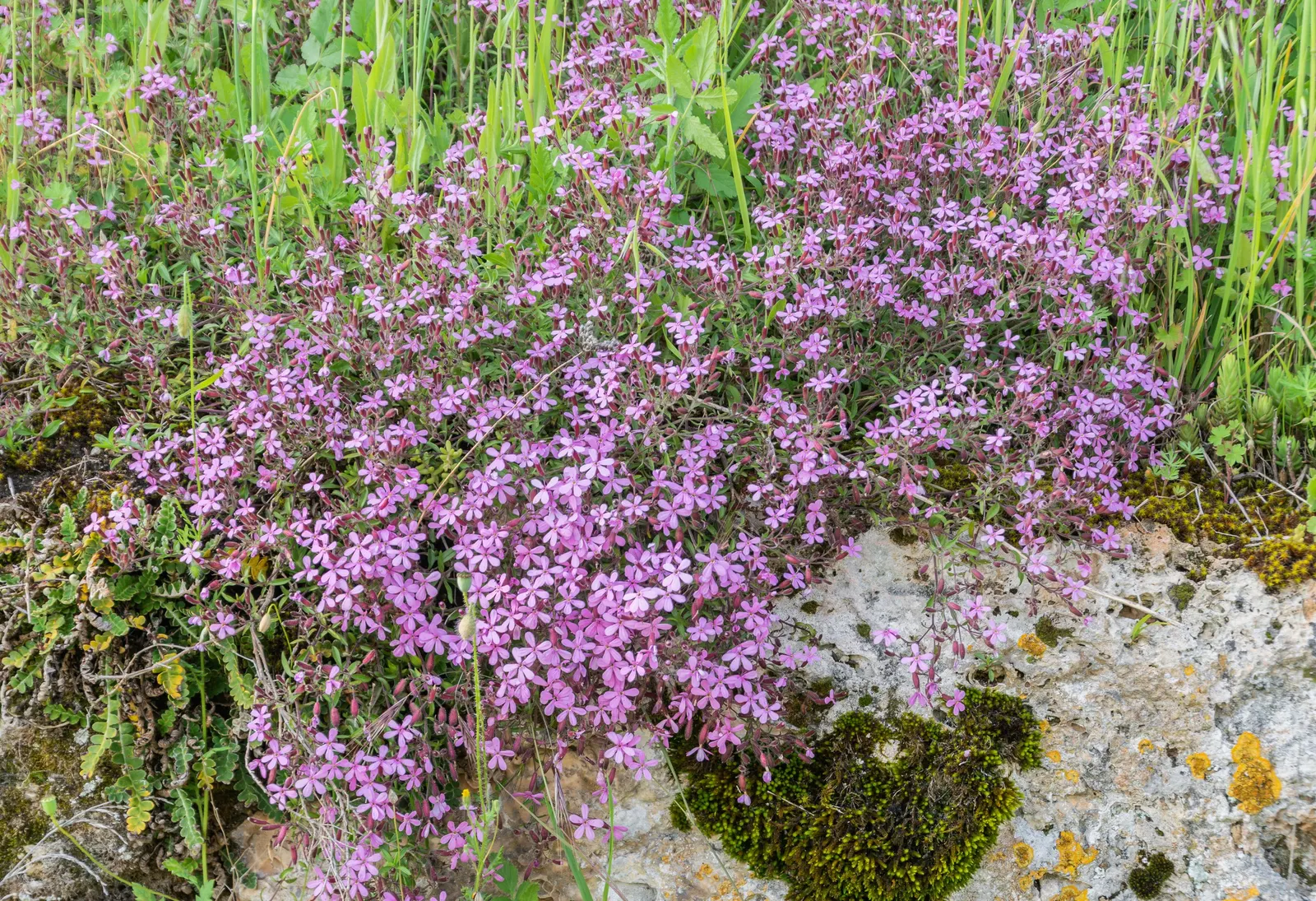 Trailing Saponaria (Saponaria Ocymoides) — pink flowers in the garden; this hardy groundcover thrives in well-drained soil in full sun, perfect for rock