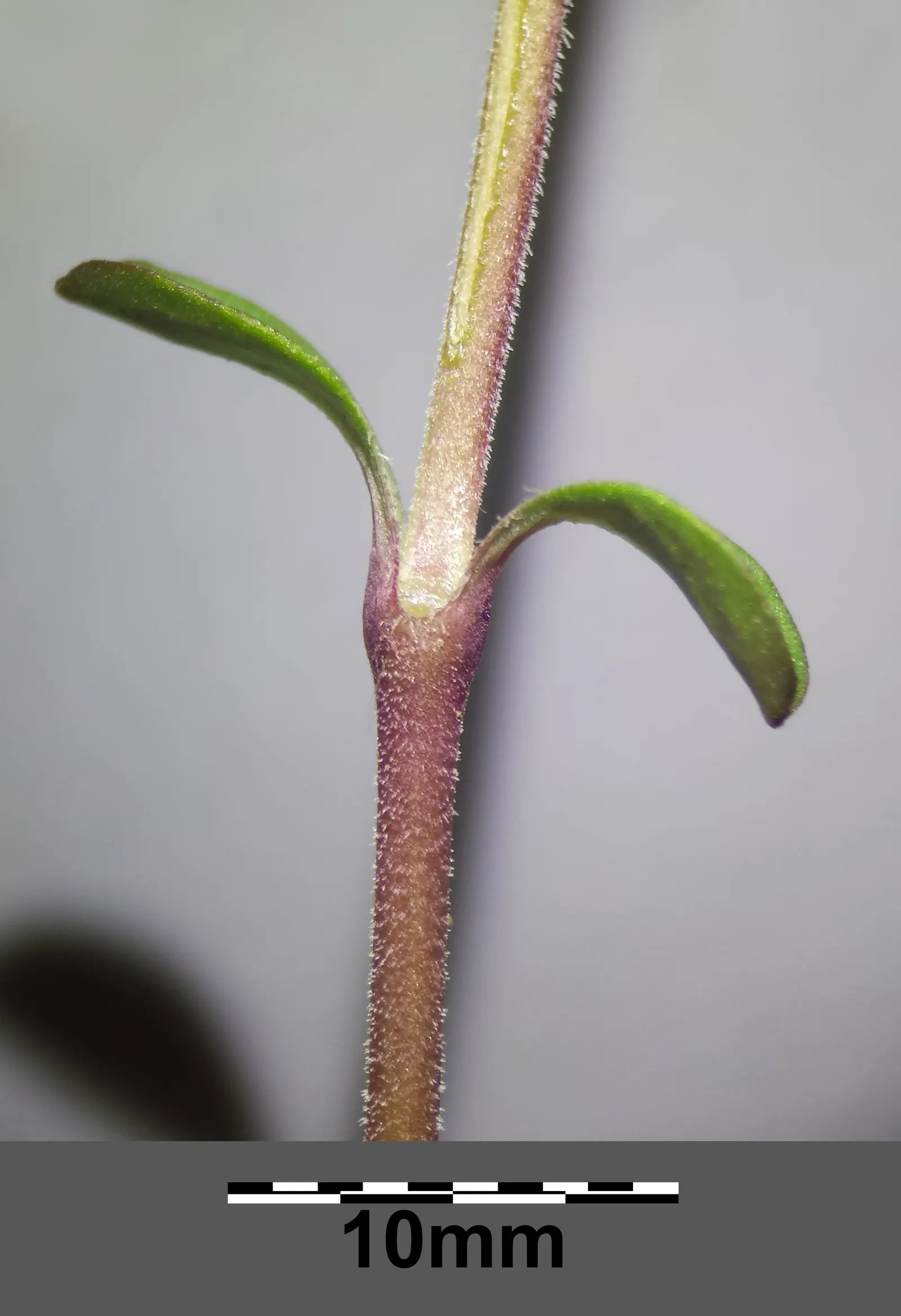 Trailing Saponaria (Saponaria Ocymoides) — Its vigorous stems are adorned with lance-shaped