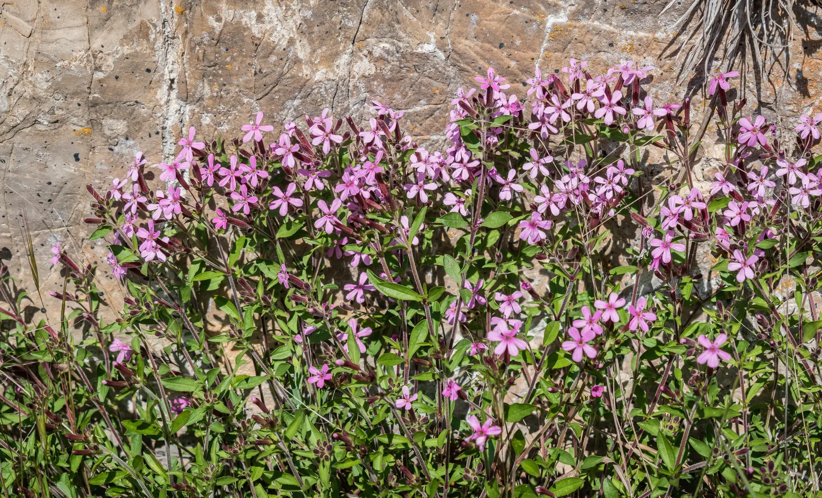 Trailing Saponaria (Saponaria Ocymoides) — also known as Rock Soapwort; extending outward up to 18 to 24 inches with a height ranging from 6 to 12, image 48